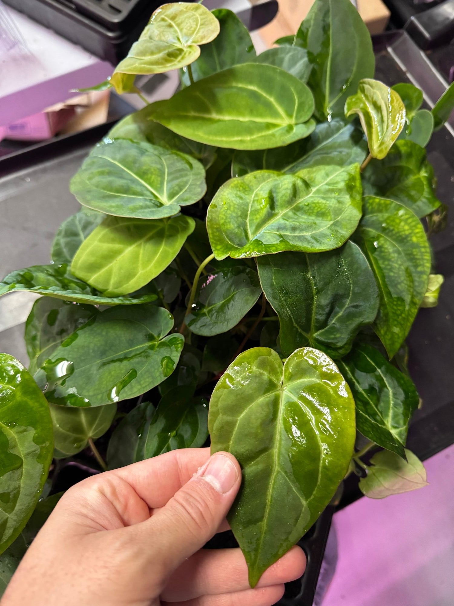 Anthurium Variegated PapX x Night Dragon—Non - Variegated Seedlings - Granthuriums