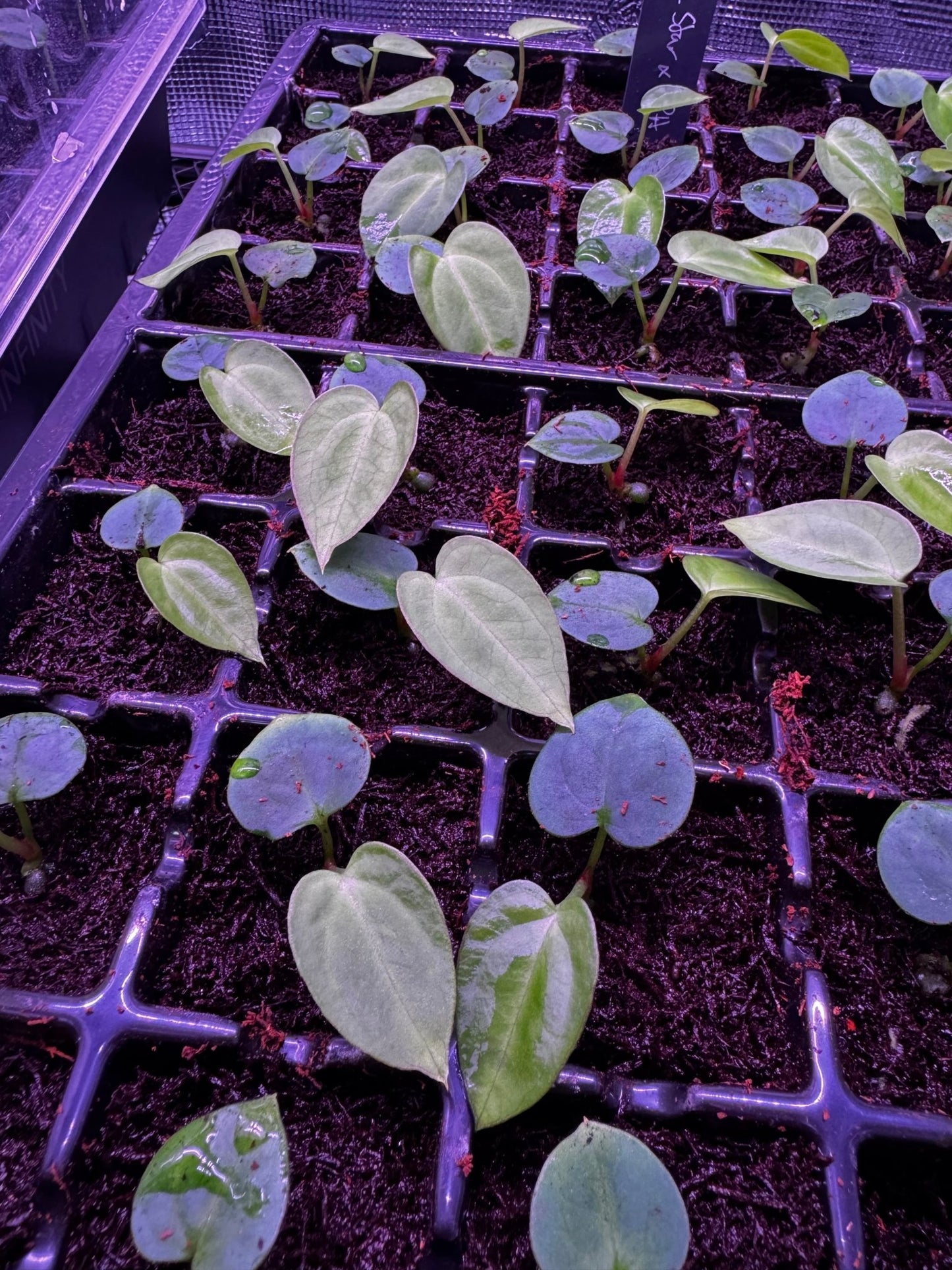 antolakii Dark Star x carla GPH001 - Granthuriums
