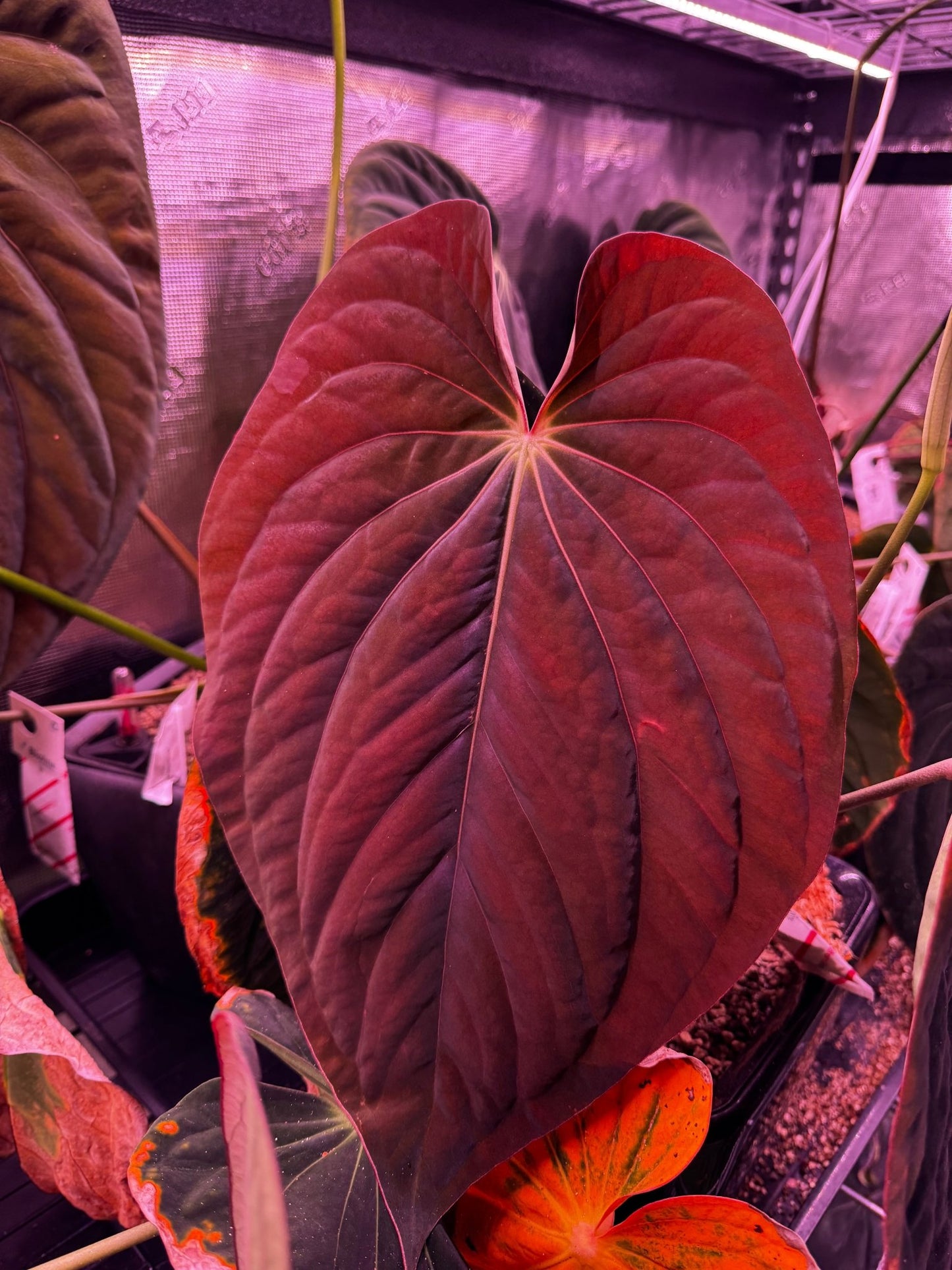 antolakii Dark Star x carla GPH001 - Granthuriums