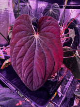 antolakii round x RA1 f2 (round x RA1