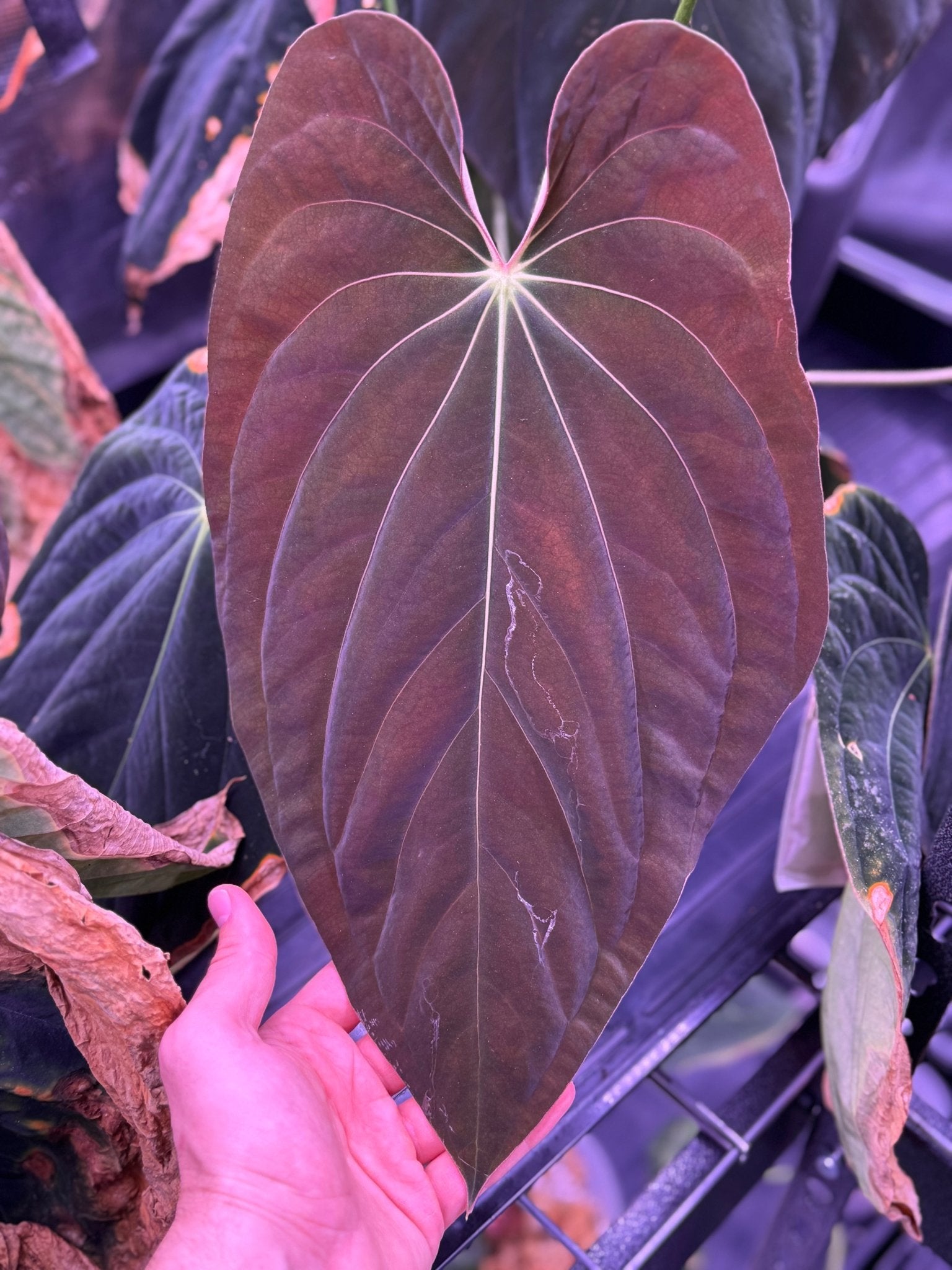 Kuna PM5 x (BVEP RA1 or sp nov DF) sprouts-Granthuriums