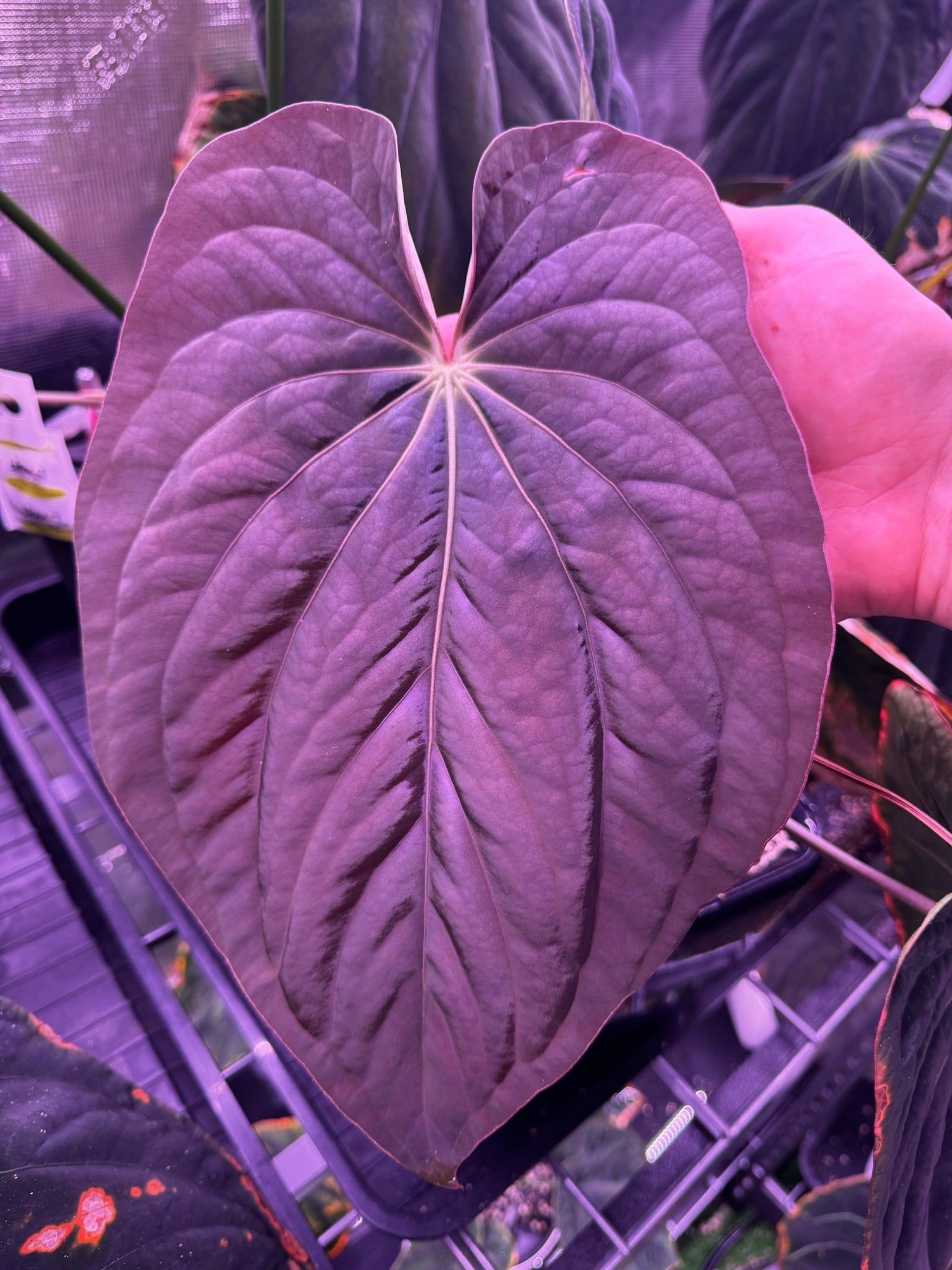 Antolakii RA1 x Dark Star-Granthuriums