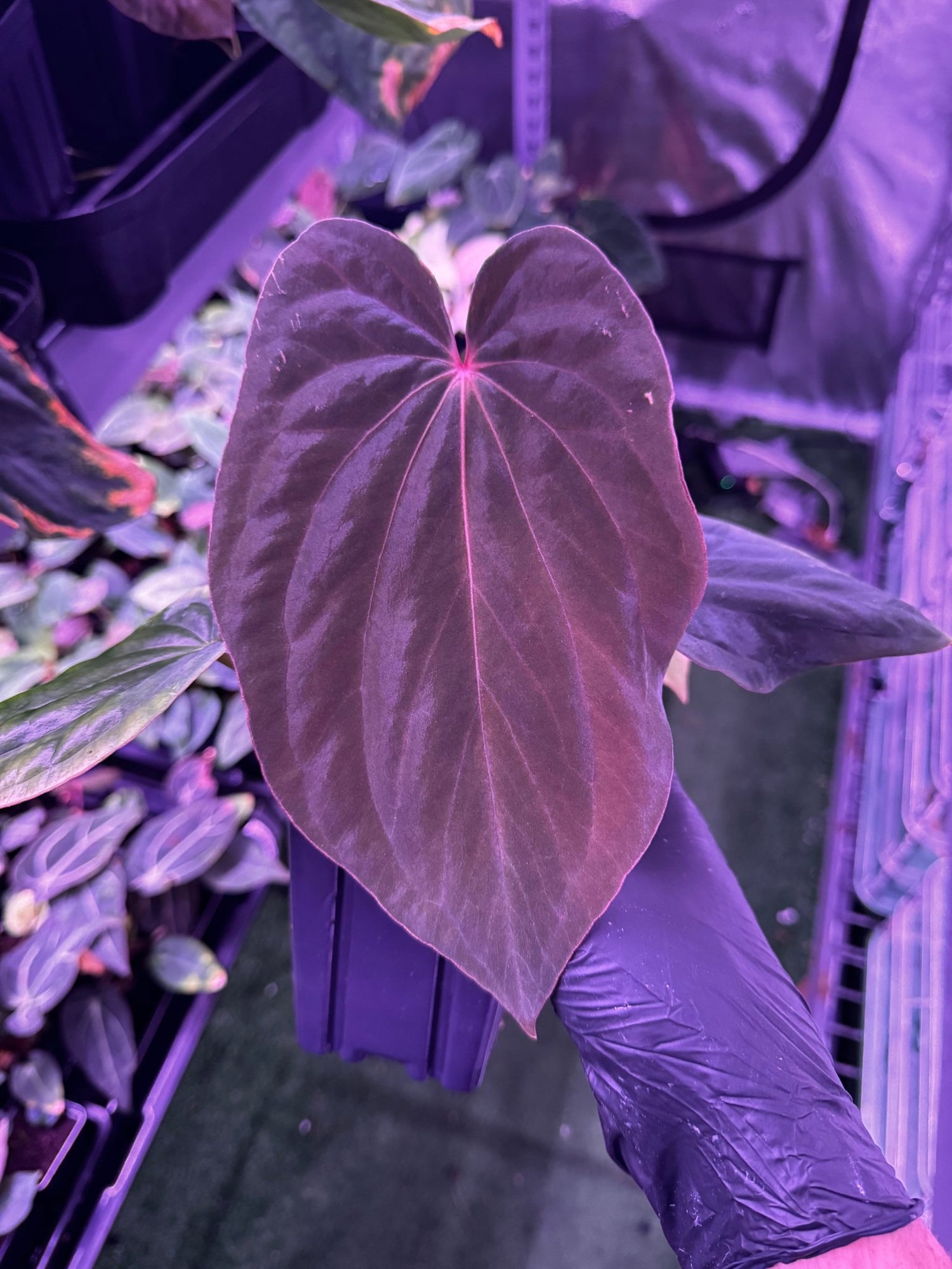 antolakii RF1 x Dark Star seedlings-Granthuriums