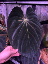 antolakii RF1 x Dark Star seedlings-Granthuriums