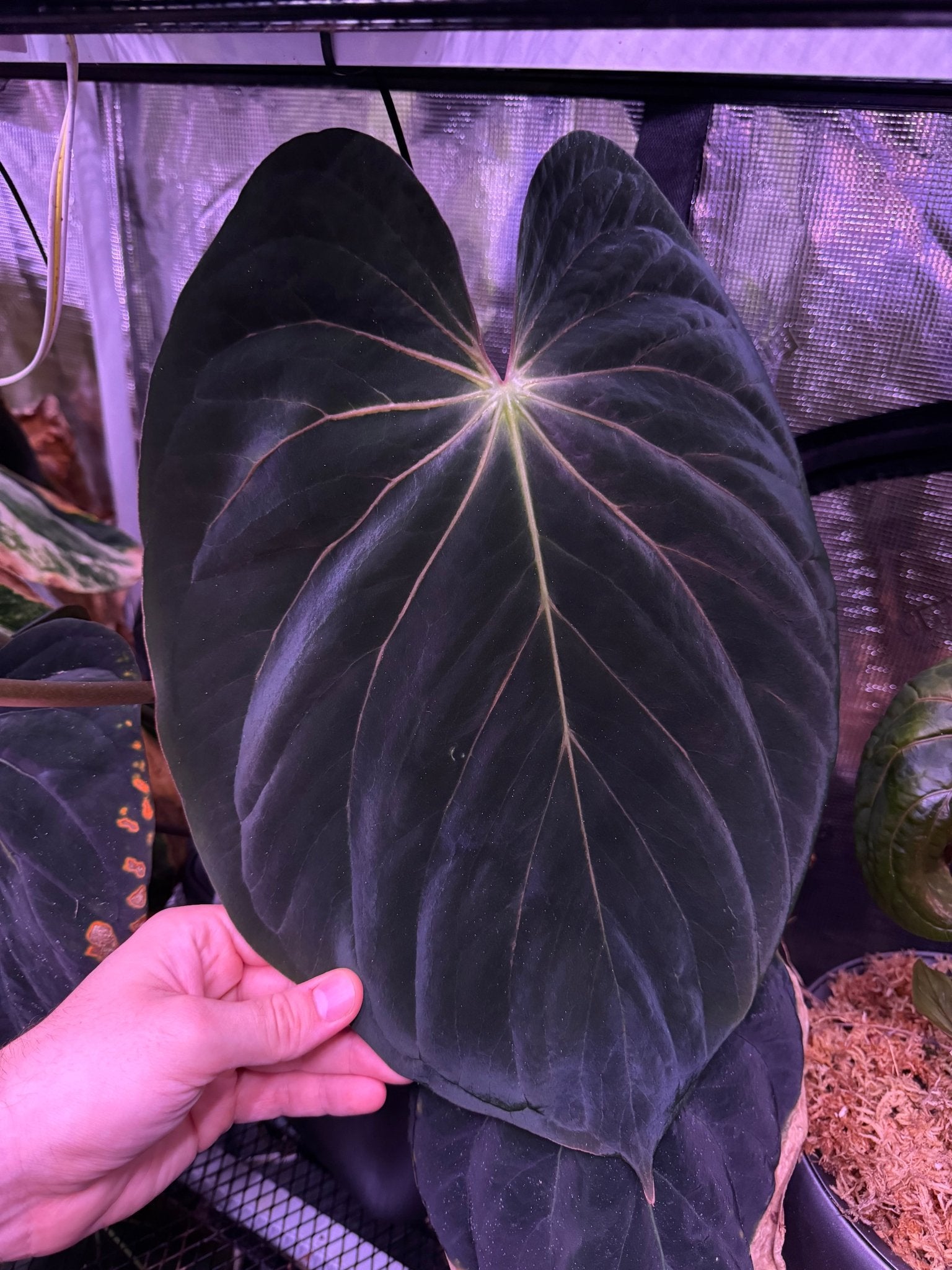 antolakii RF1 x Dark Star seedlings-Granthuriums
