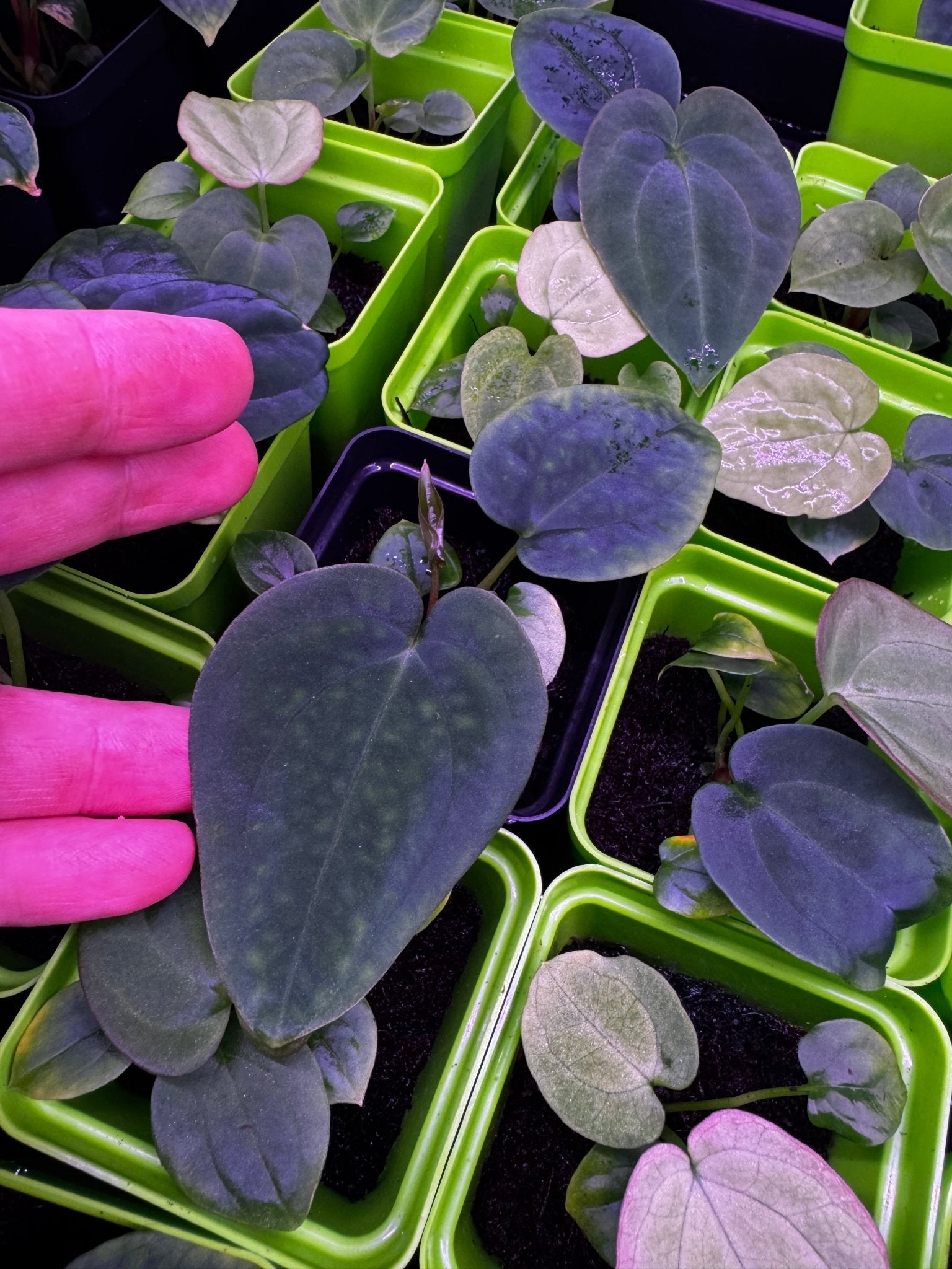 antolakii RF1 x Dark Star seedlings-Granthuriums