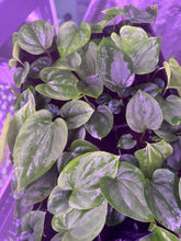 antolakii RF2 x kuna PM3-Granthuriums