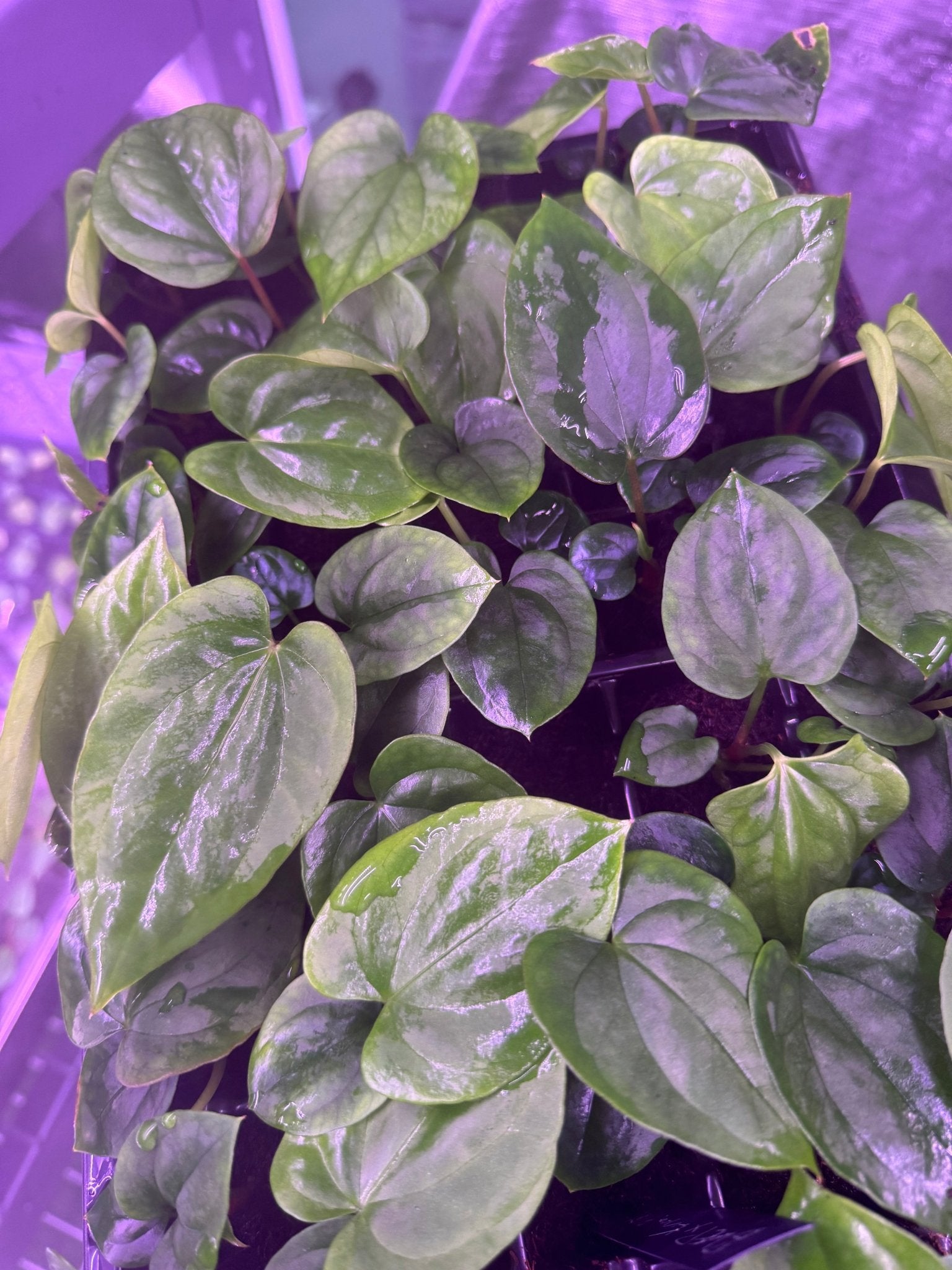 antolakii RF2 x kuna PM3-Granthuriums