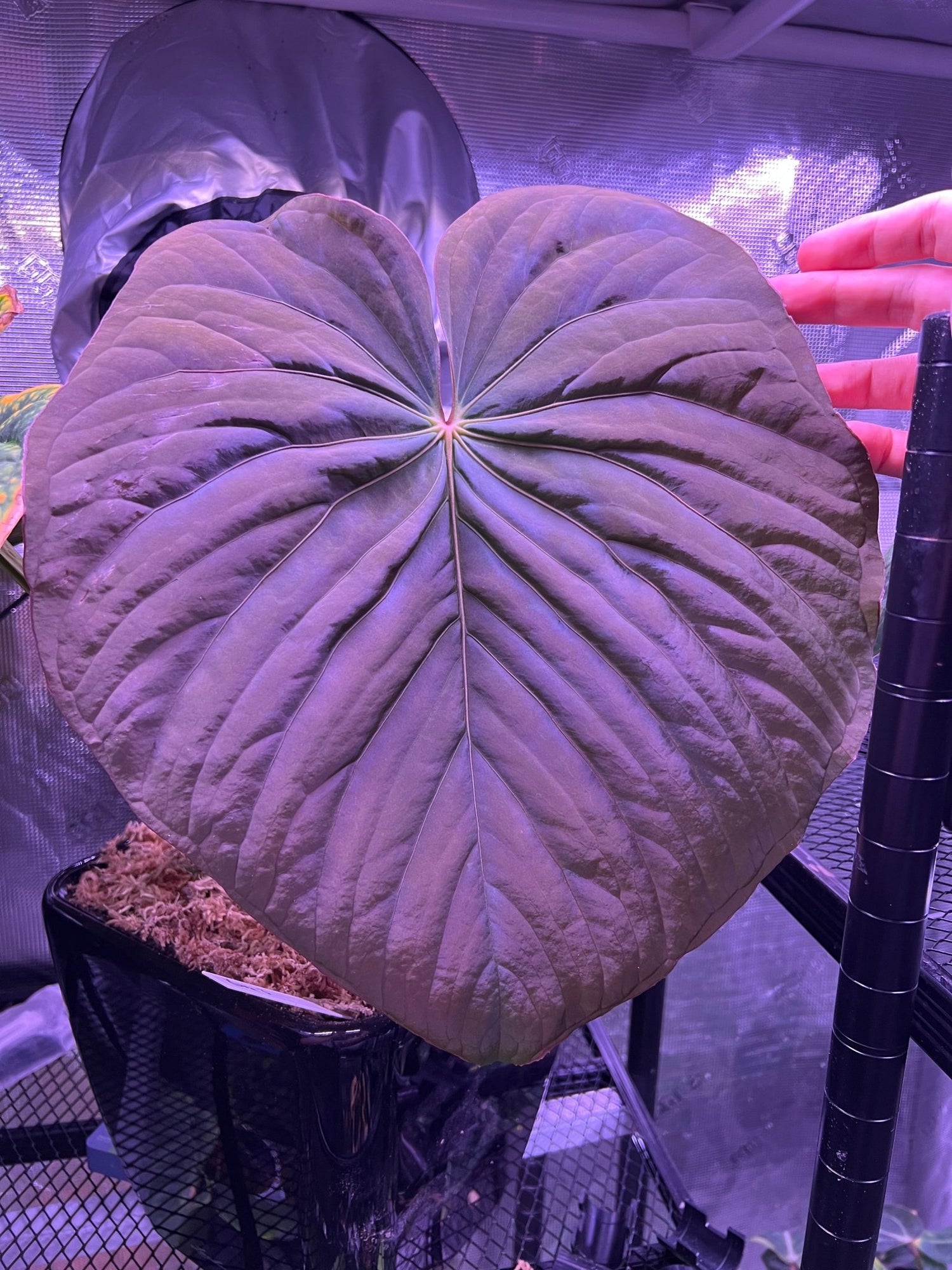 antolakii RF2 x kuna PM3-Granthuriums