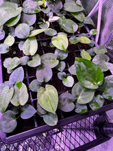 (Black widow x Michelle) x RG dressleri F1-Granthuriums