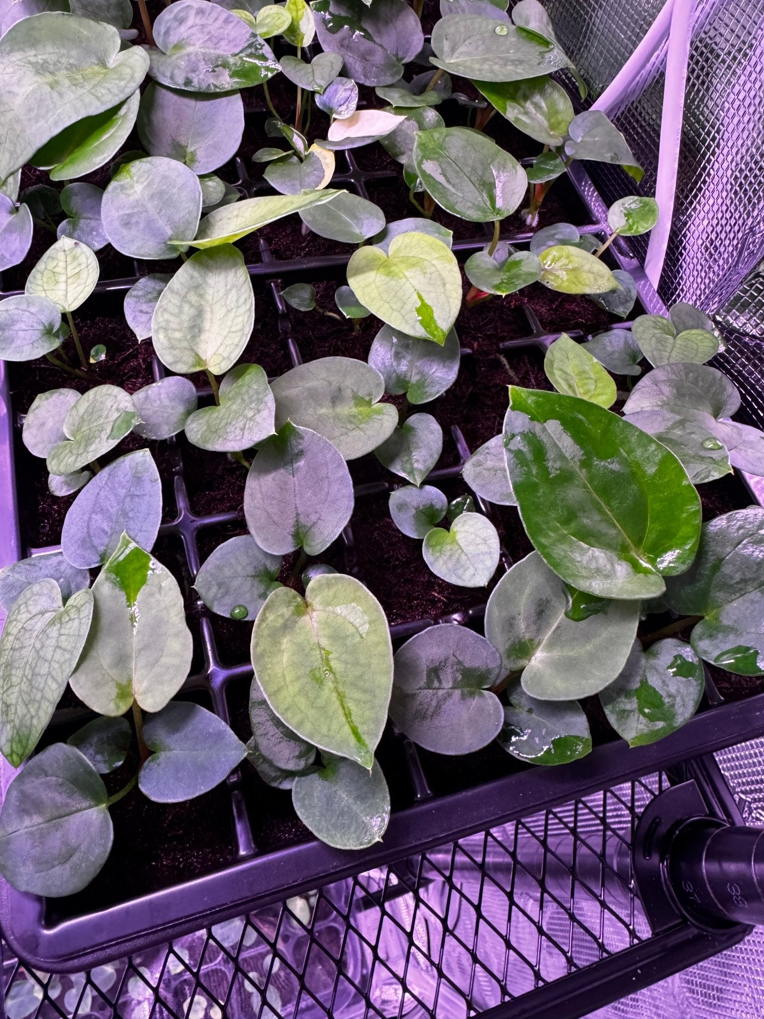 (Black widow x Michelle) x RG dressleri F1-Granthuriums