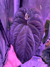 RG dressleri F1A x Night Dragon Germinated seeds-Granthuriums