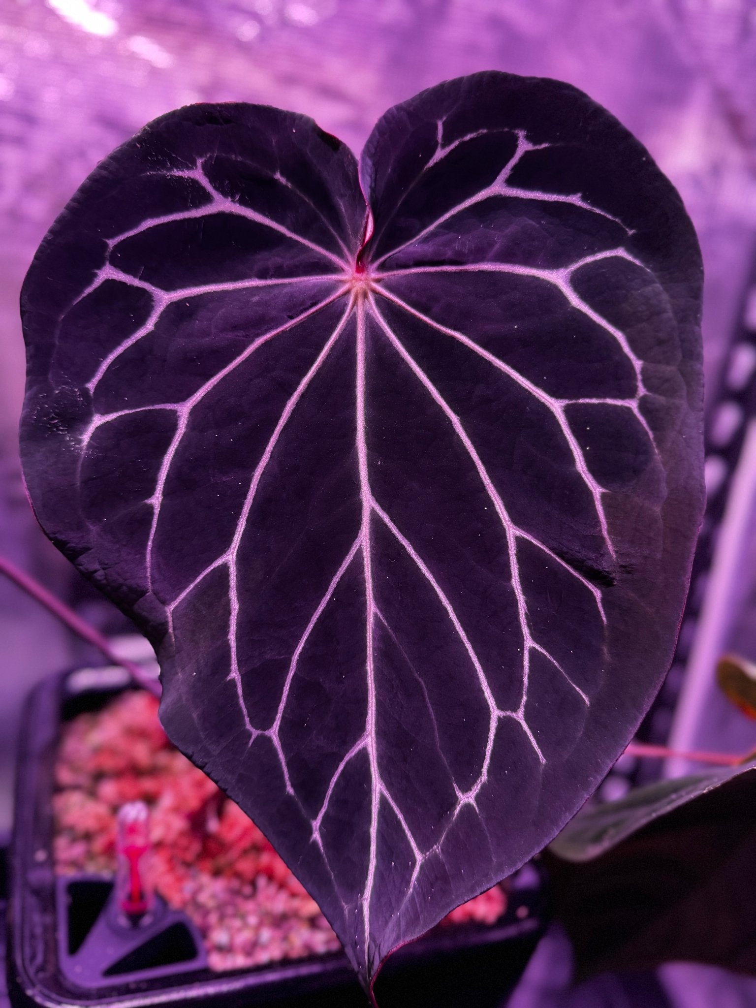 anthurium negro (Black Widow x Michelle) x RG Dressleri F1 Anthurium — Seedlings