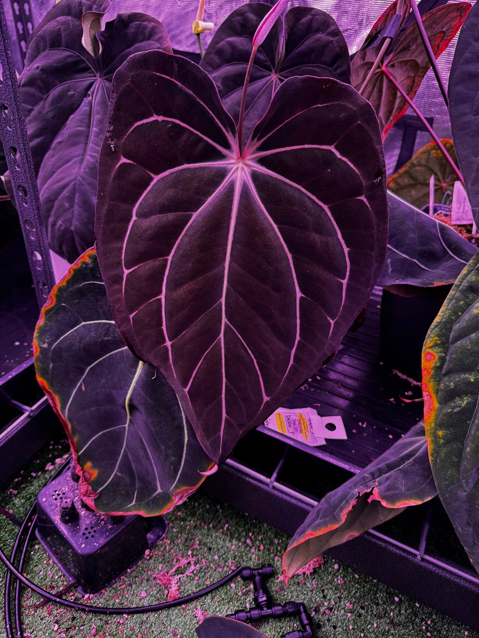 Carla Amanda x Tim Anderson Stripey seedling-Granthuriums