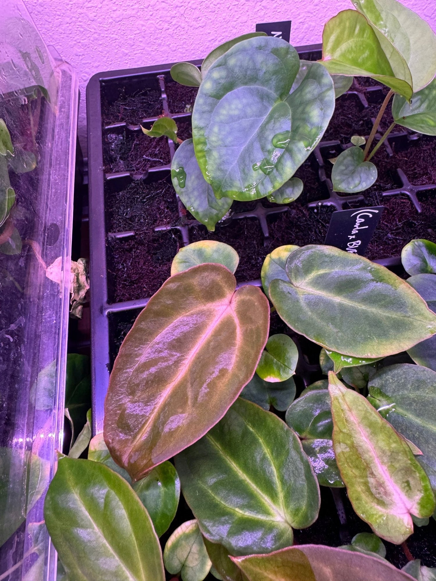 (carla gph001 x antolakii) x carla gph001 backcross-Granthuriums