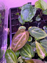 (carla gph001 x antolakii) x carla gph001 backcross-Granthuriums