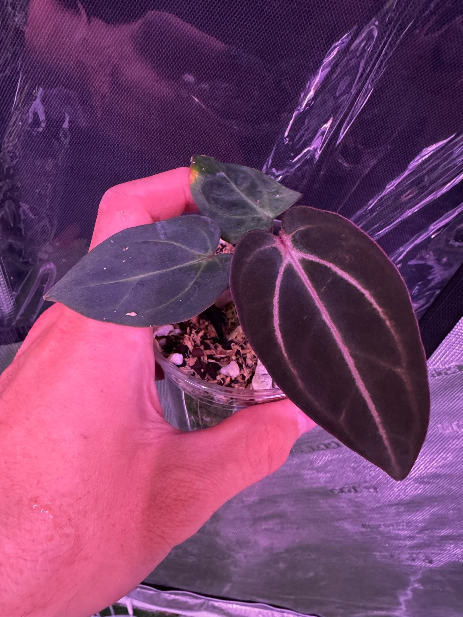 Carla round motherplant prop-Granthuriums