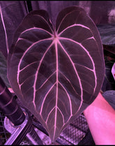 Carla round clone small-Granthuriums