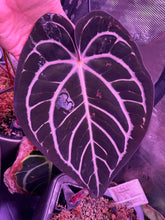 Carla round x GPH001