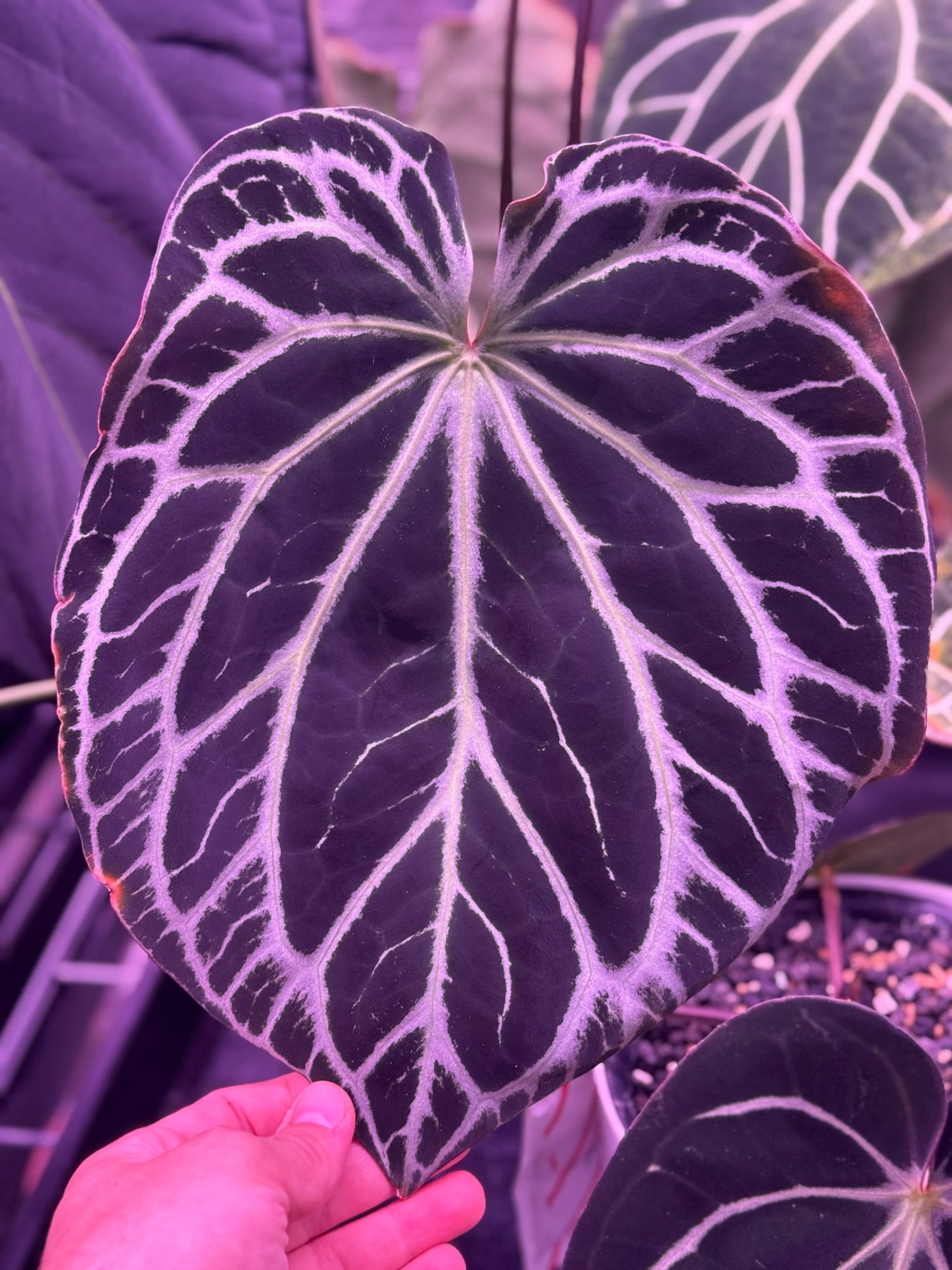 Besseae aff Black x Heinz-Granthuriums