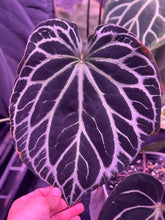 Besseae aff Black x Heinz-Granthuriums