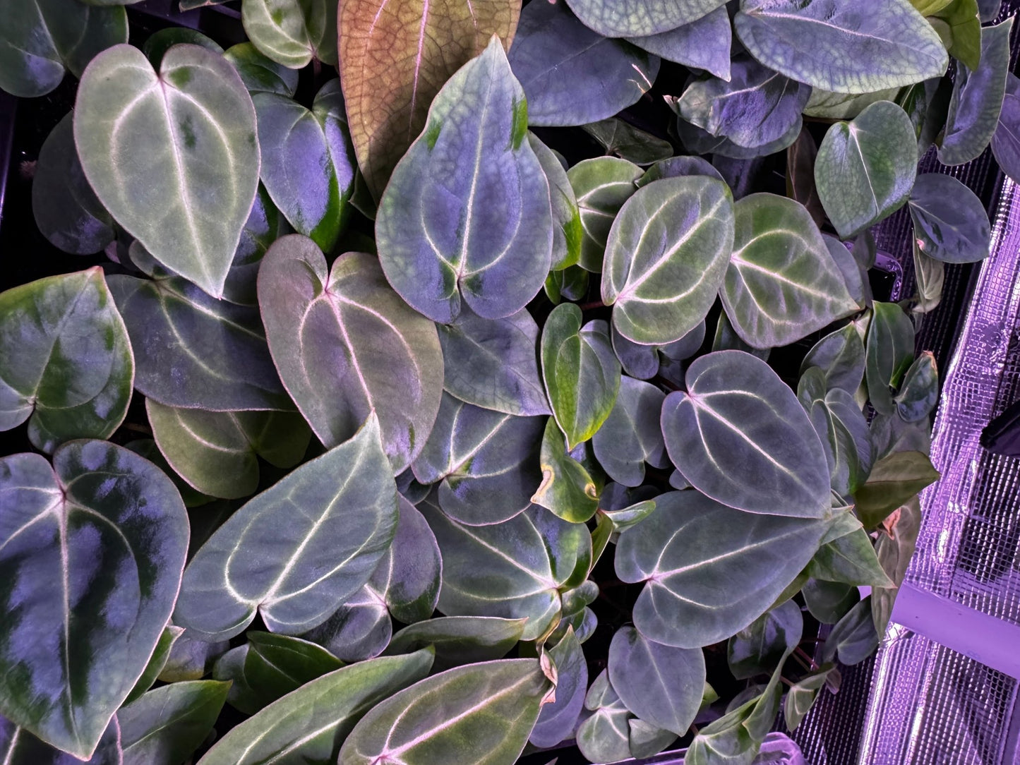 (Carla round x GPH001 #3) x besseae aff Black seedlings-Granthuriums