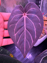 Carla round x GPH001