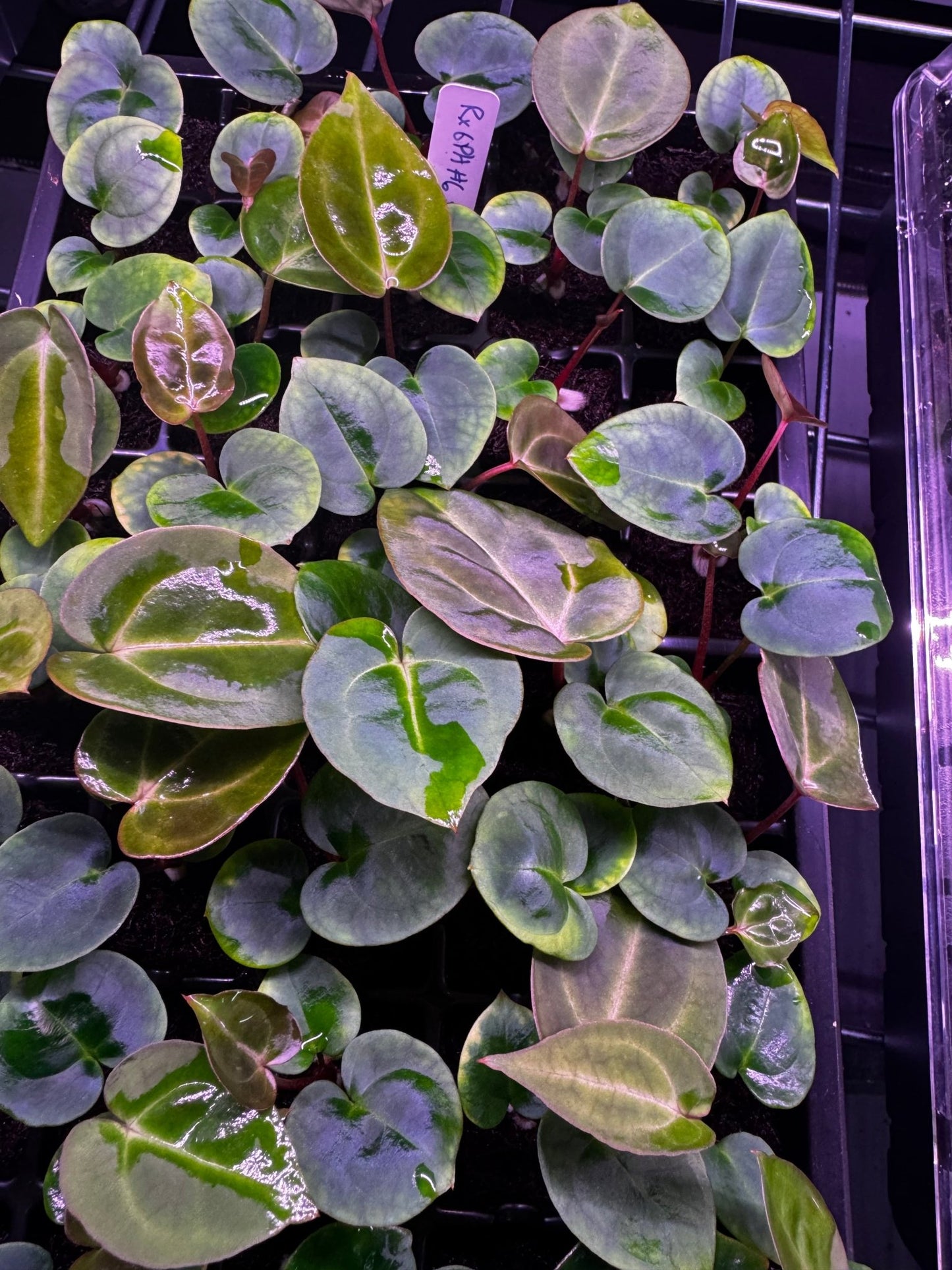 Carla round x GPH001 6 x besseae aff spider seedlings - Granthuriums