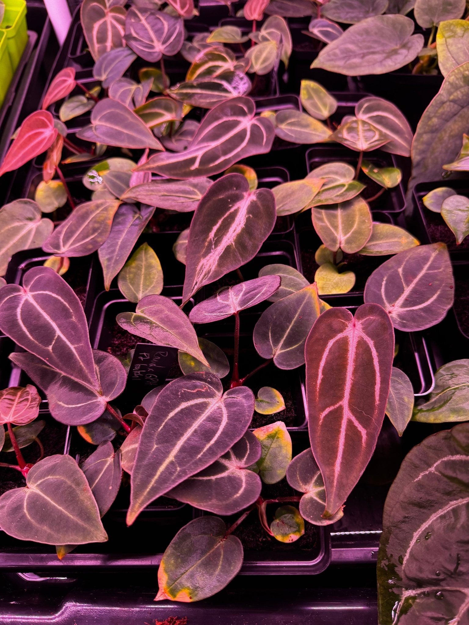 Carla round x gph001 F2 batch 1-Granthuriums