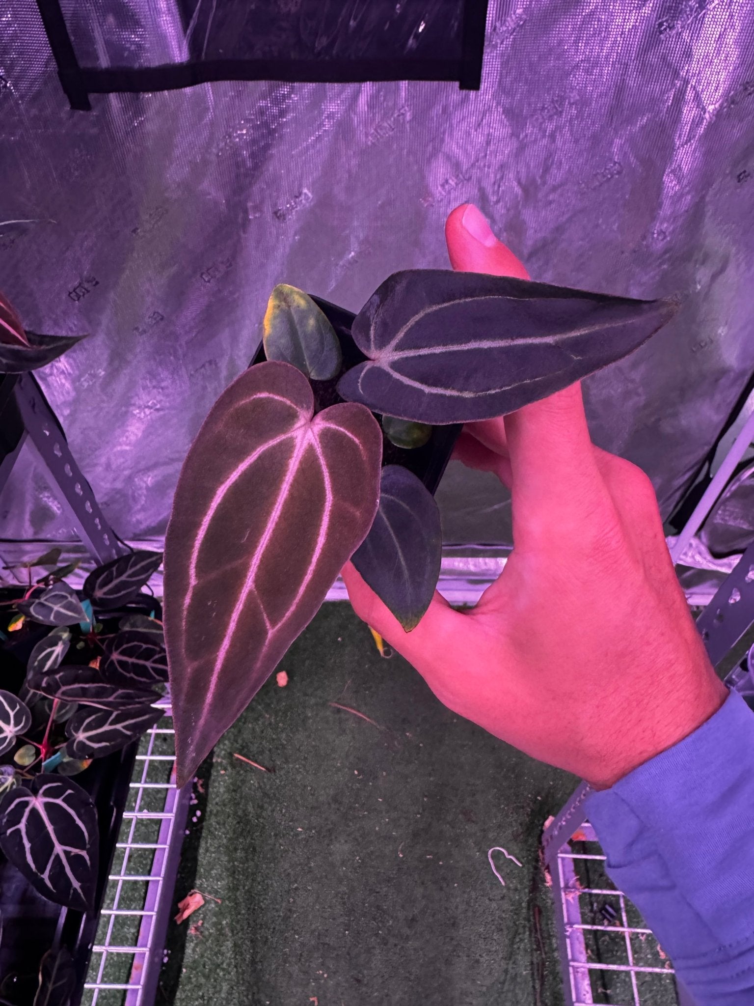 carla round x gph001 f2 batch 1 exact plants-Granthuriums