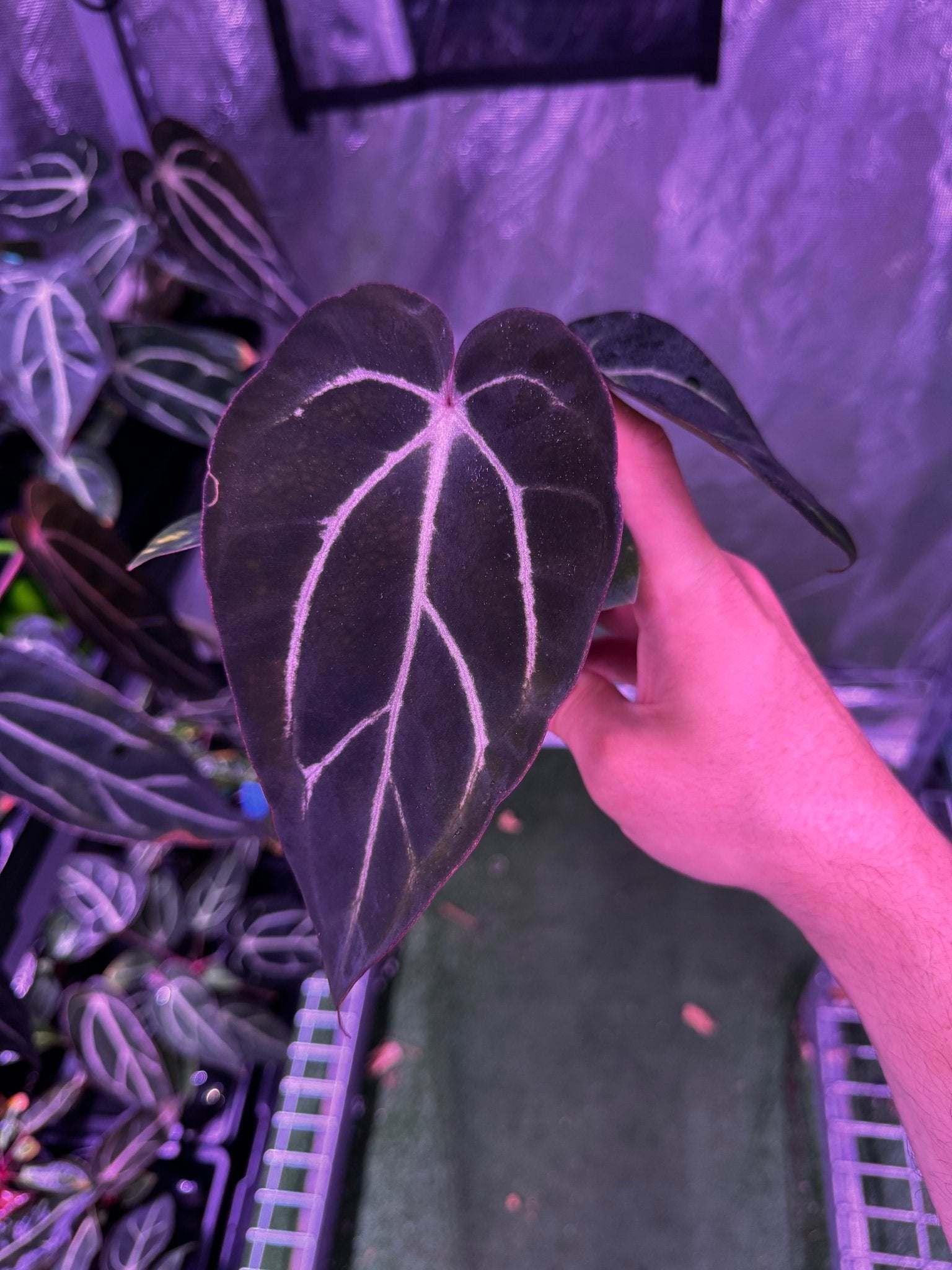 Carla round x gph001 f2 batch 2 exact plants-Granthuriums