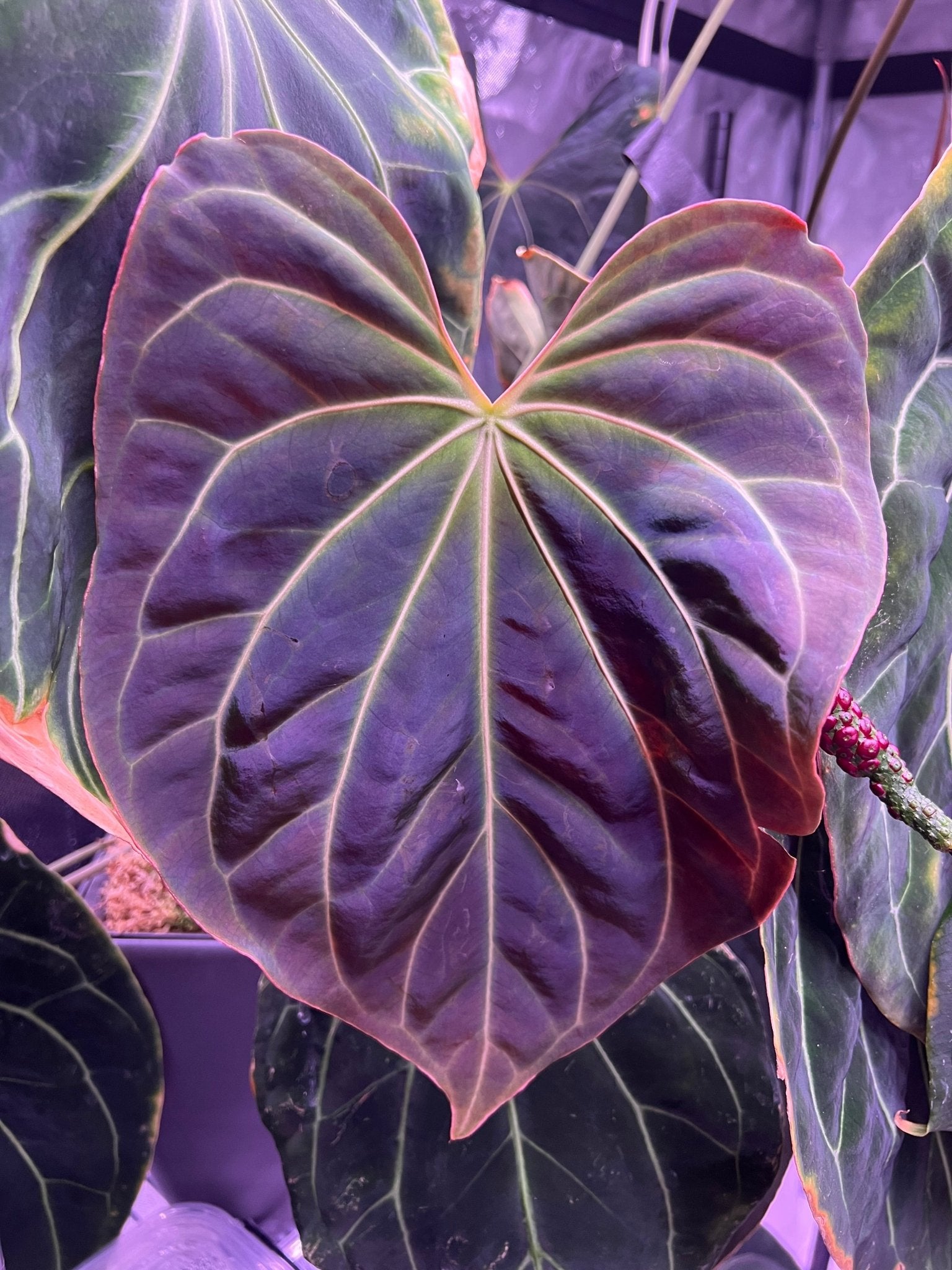 (Carla x port) x besseae aff spider-Granthuriums