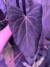 (Carla x port) x besseae aff spider-Granthuriums