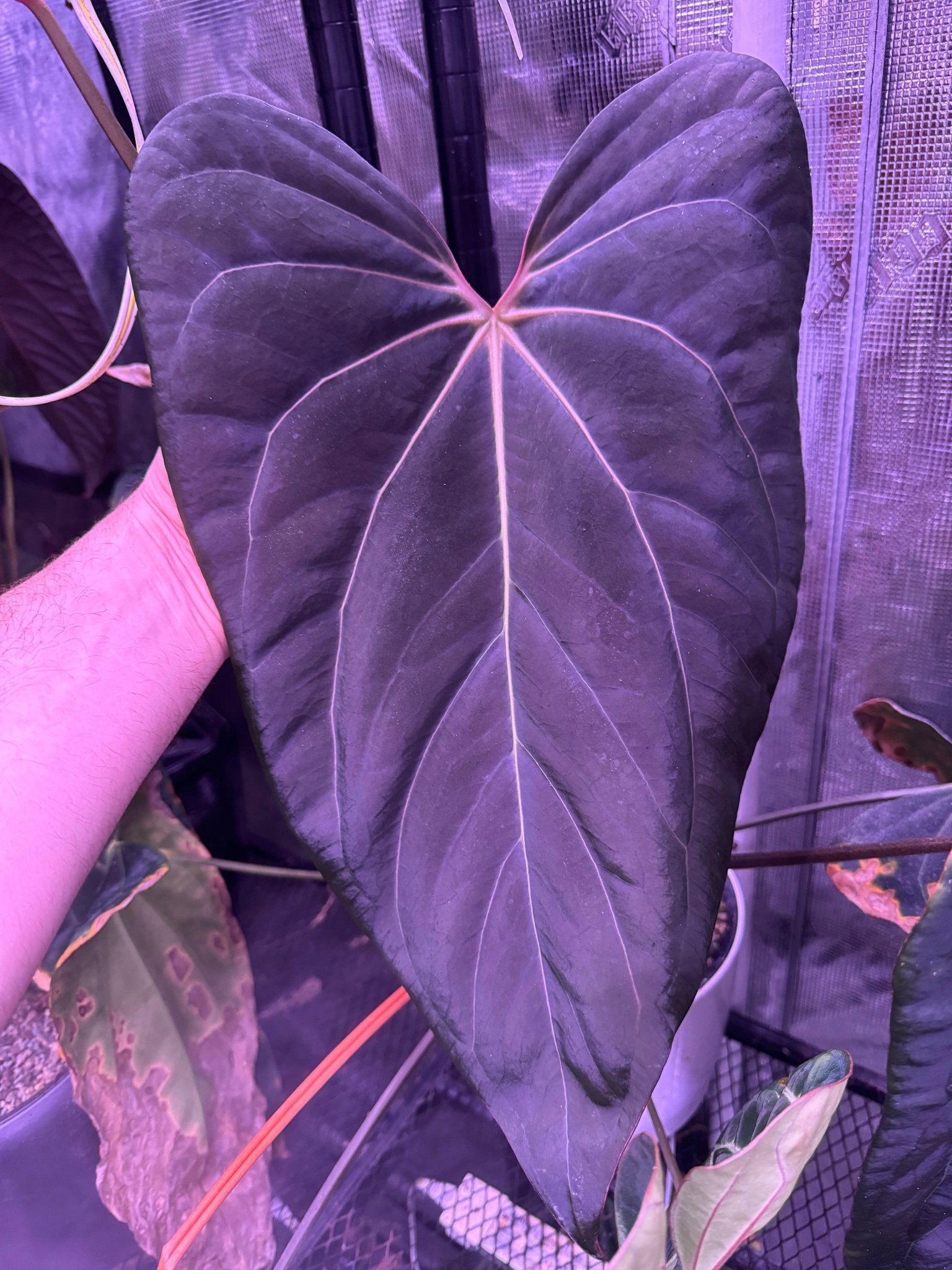 (Carla x port) x besseae aff spider-Granthuriums