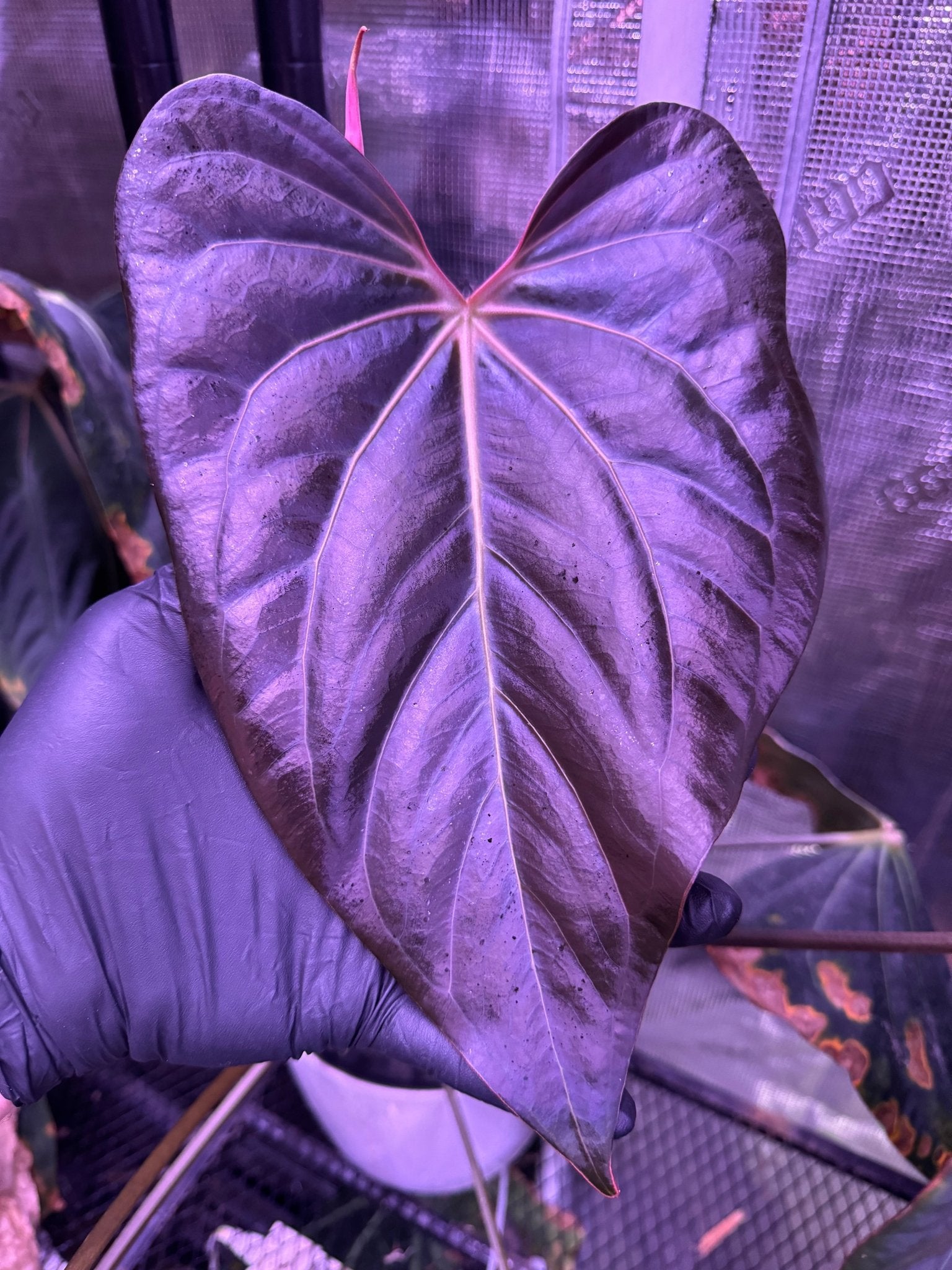 (Carla x port) x besseae aff spider-Granthuriums