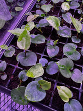 (carla x port) x sp nov DF-Granthuriums