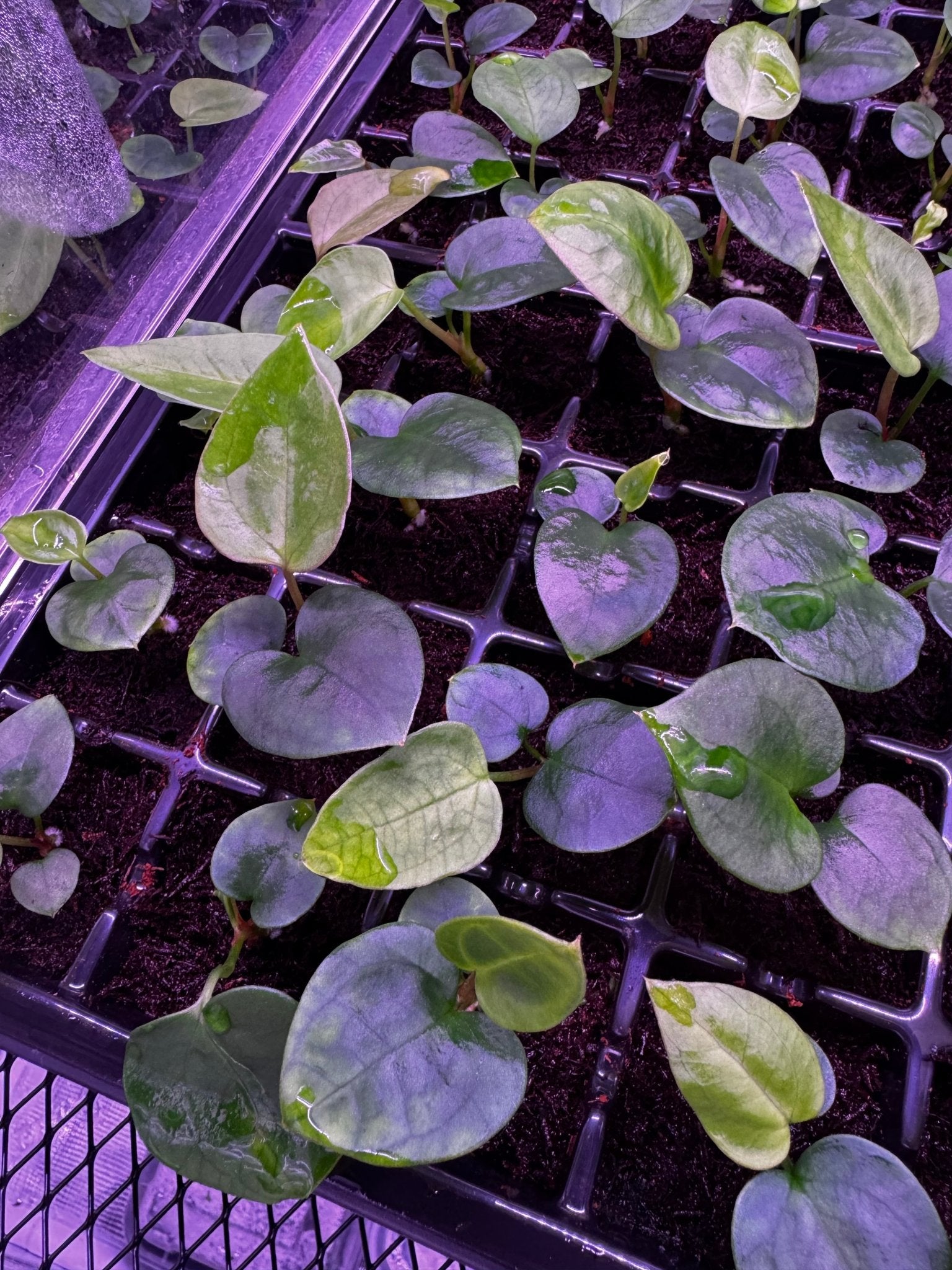 (carla x port) x sp nov DF-Granthuriums