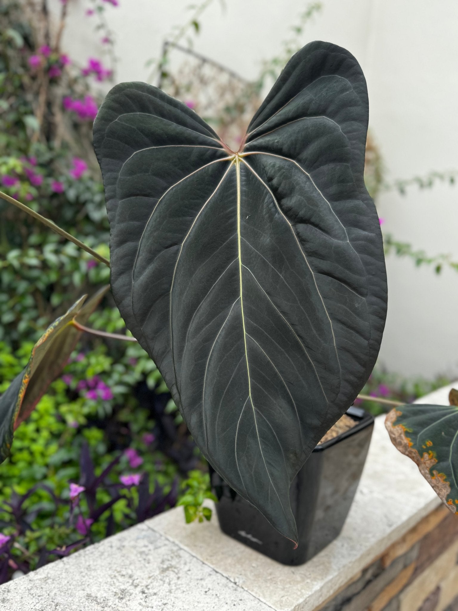 anthurium fire glow national plant network Carla x Port) x sp nov DF Anthurium — Seedlings