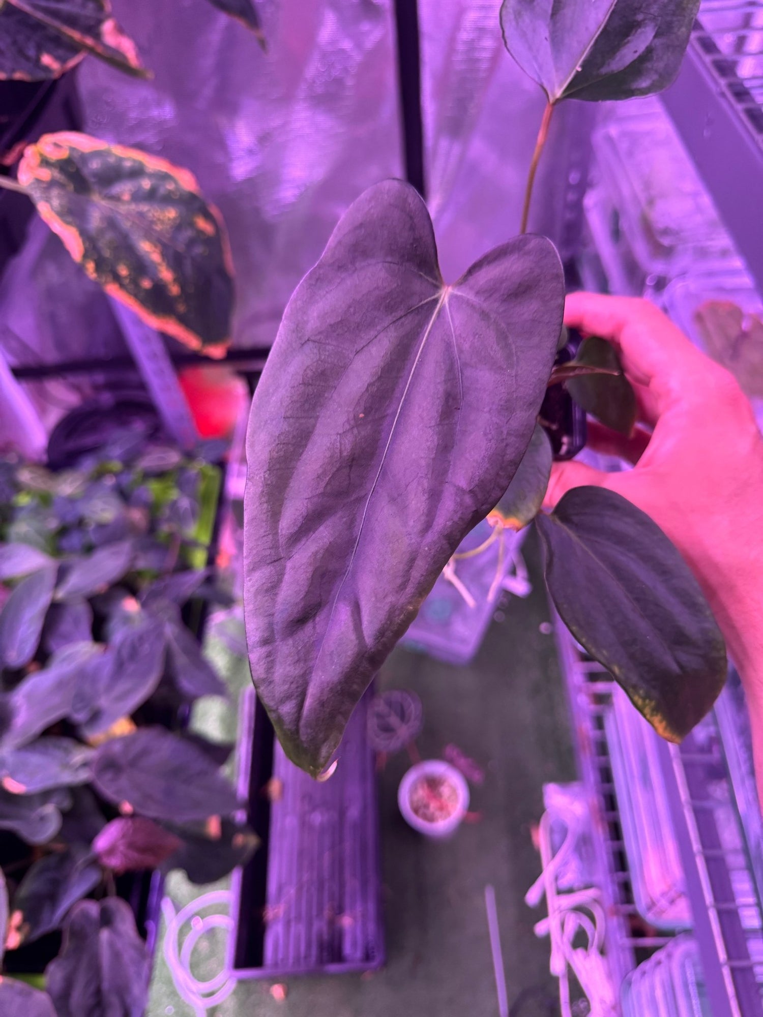 (Carla x port) x sp nov DF exact plant A-Granthuriums