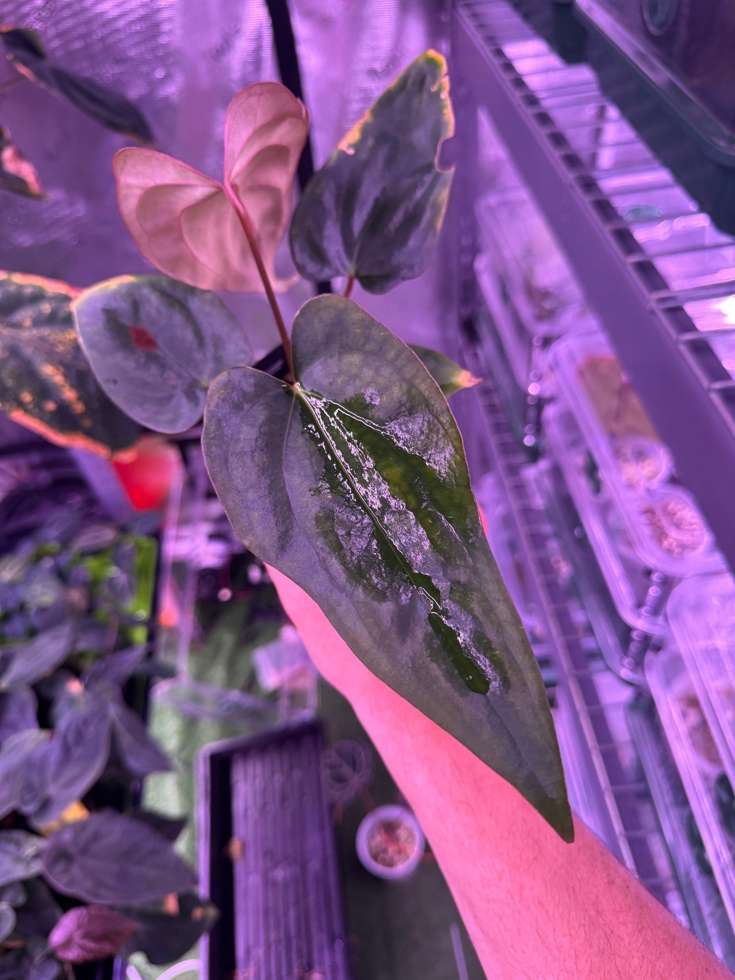 (Carla x port) x sp nov DF exact plant B-Granthuriums