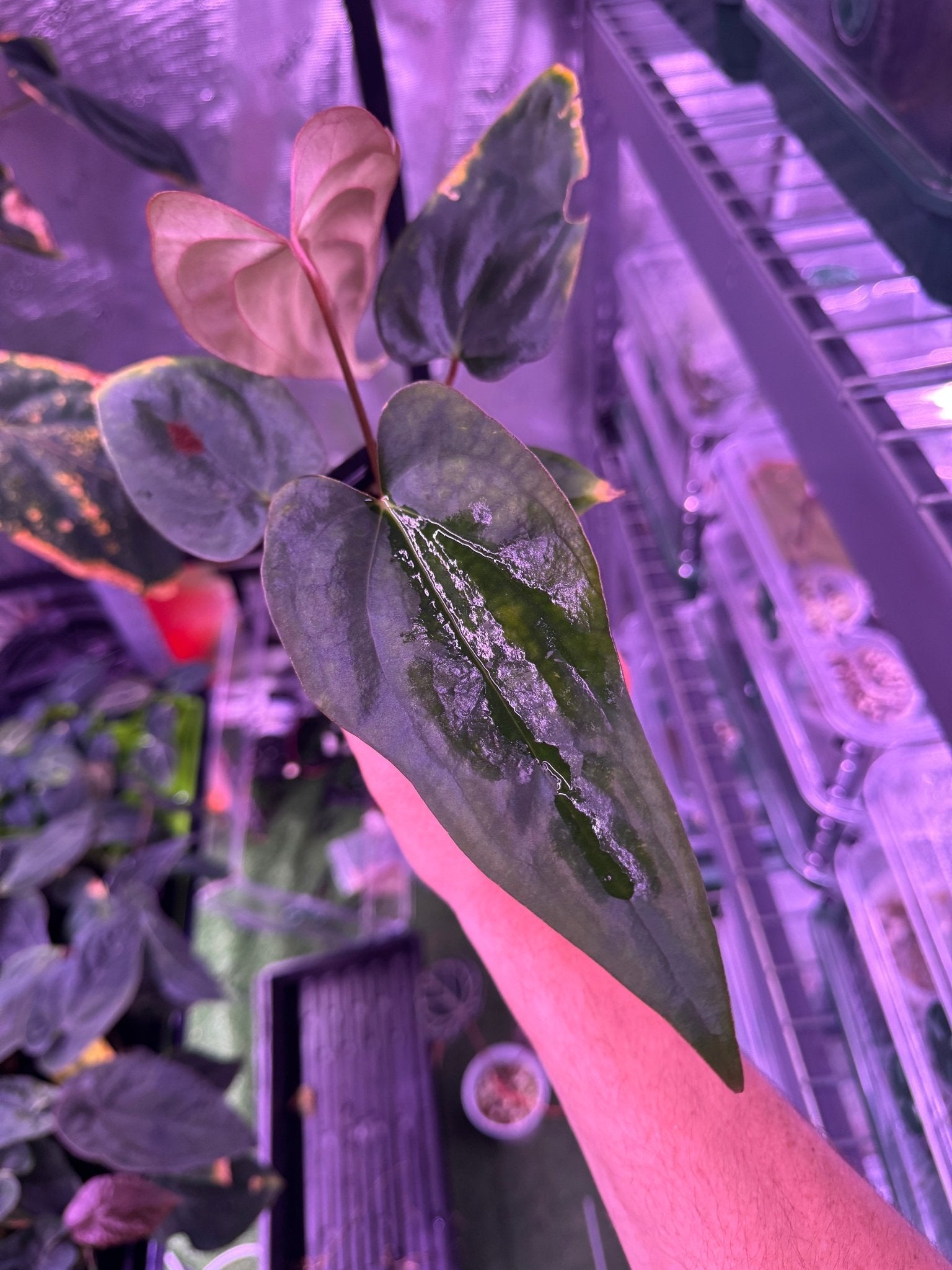 (Carla x port) x sp nov DF exact plant B-Granthuriums