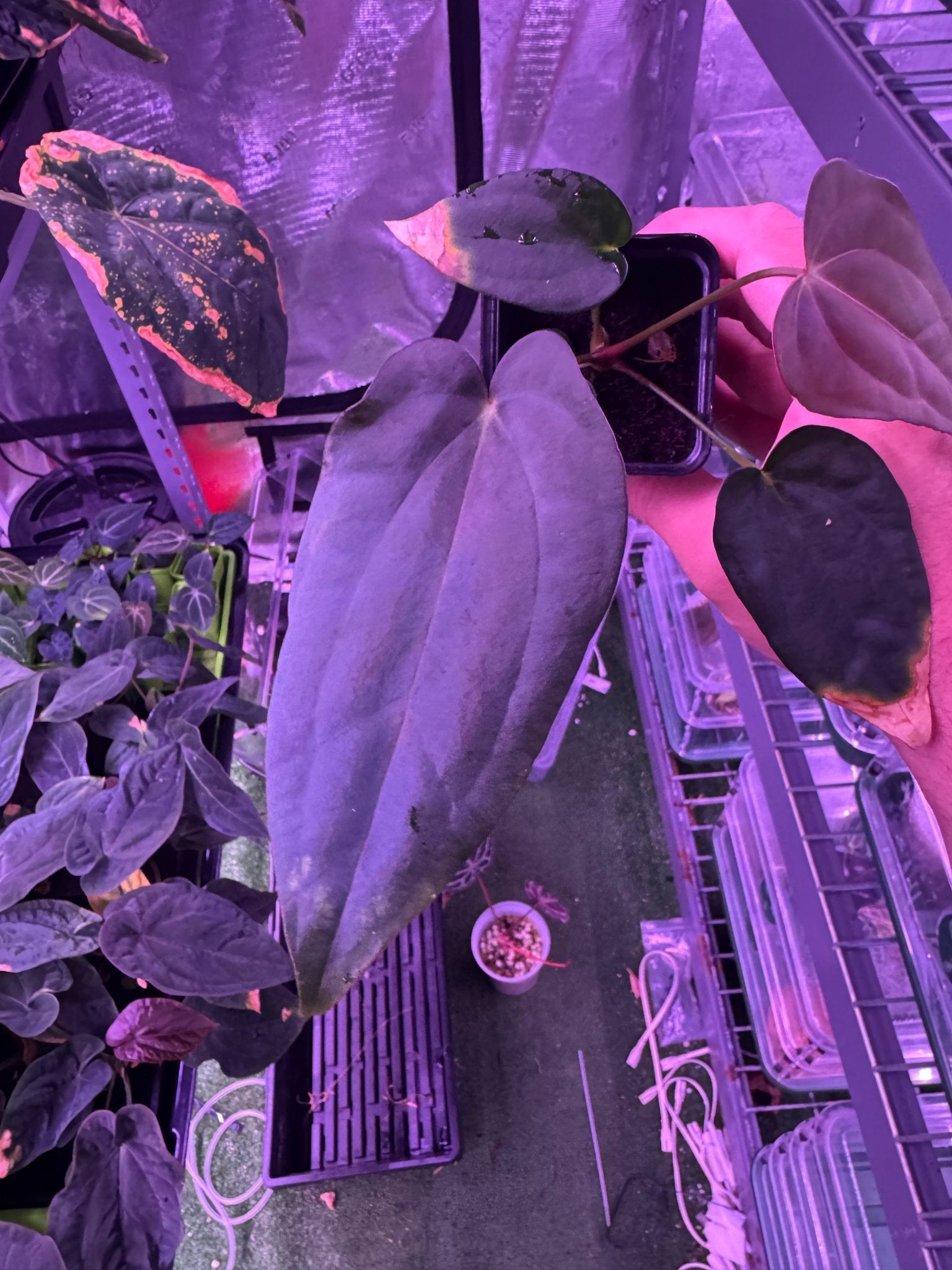 (Carla x port) x sp nov DF exact plant C-Granthuriums