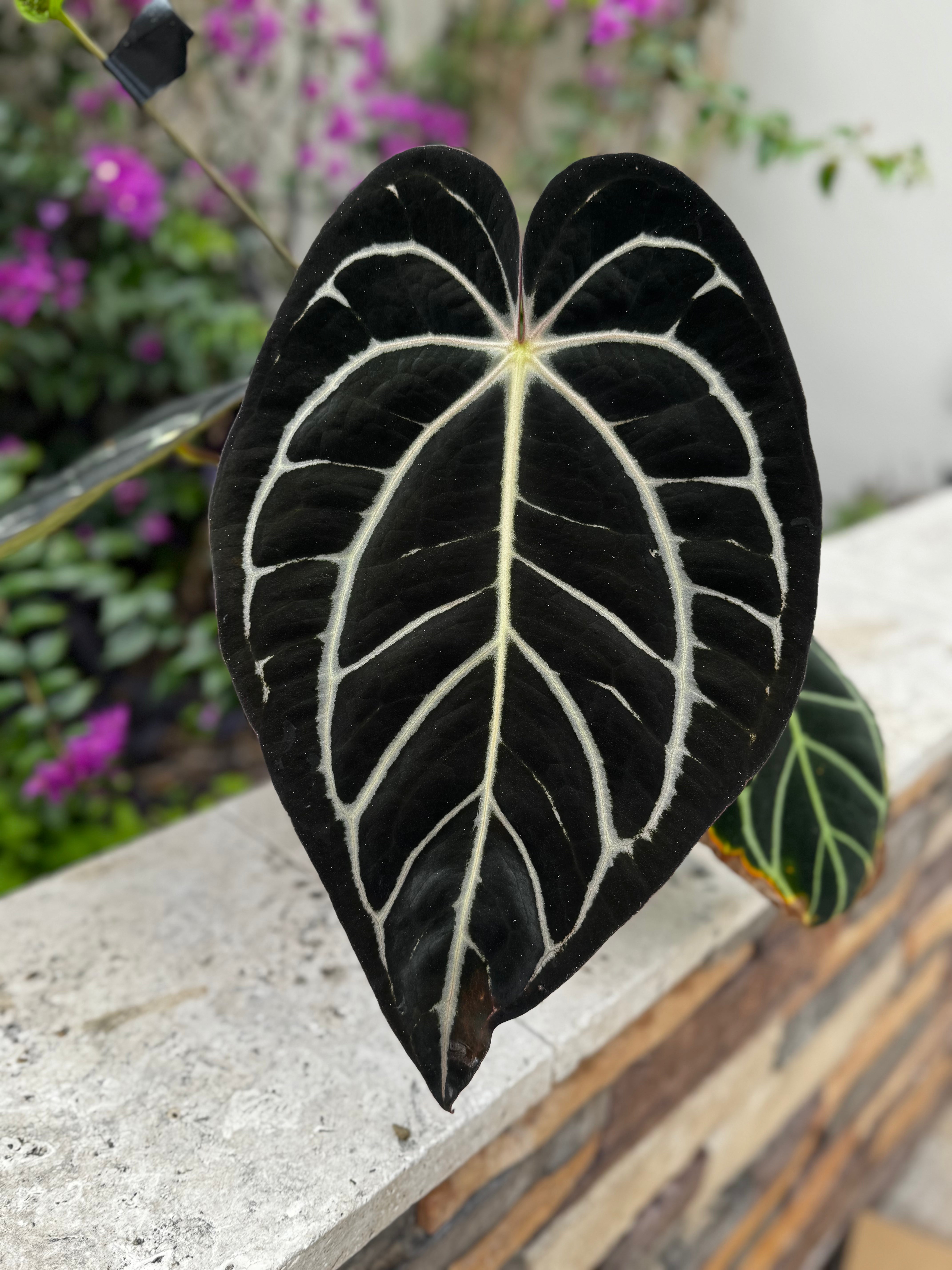その他観葉植物 anthurium carlablackiae Anthurium Carlablackiae (Round x GPH001 #1) x OG2 – One Leaf
