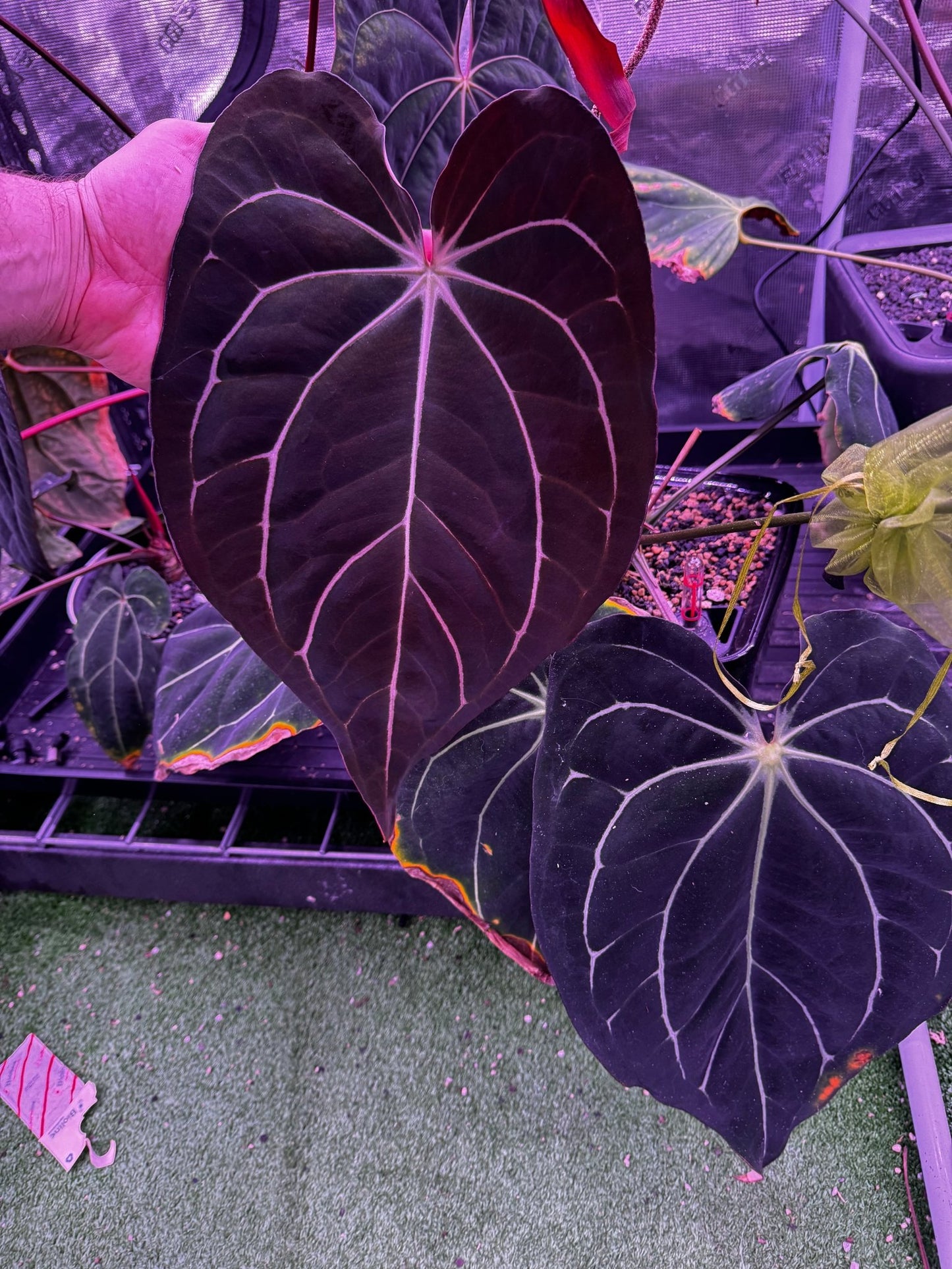 Carlablackiae Amanda x GPH001-Granthuriums