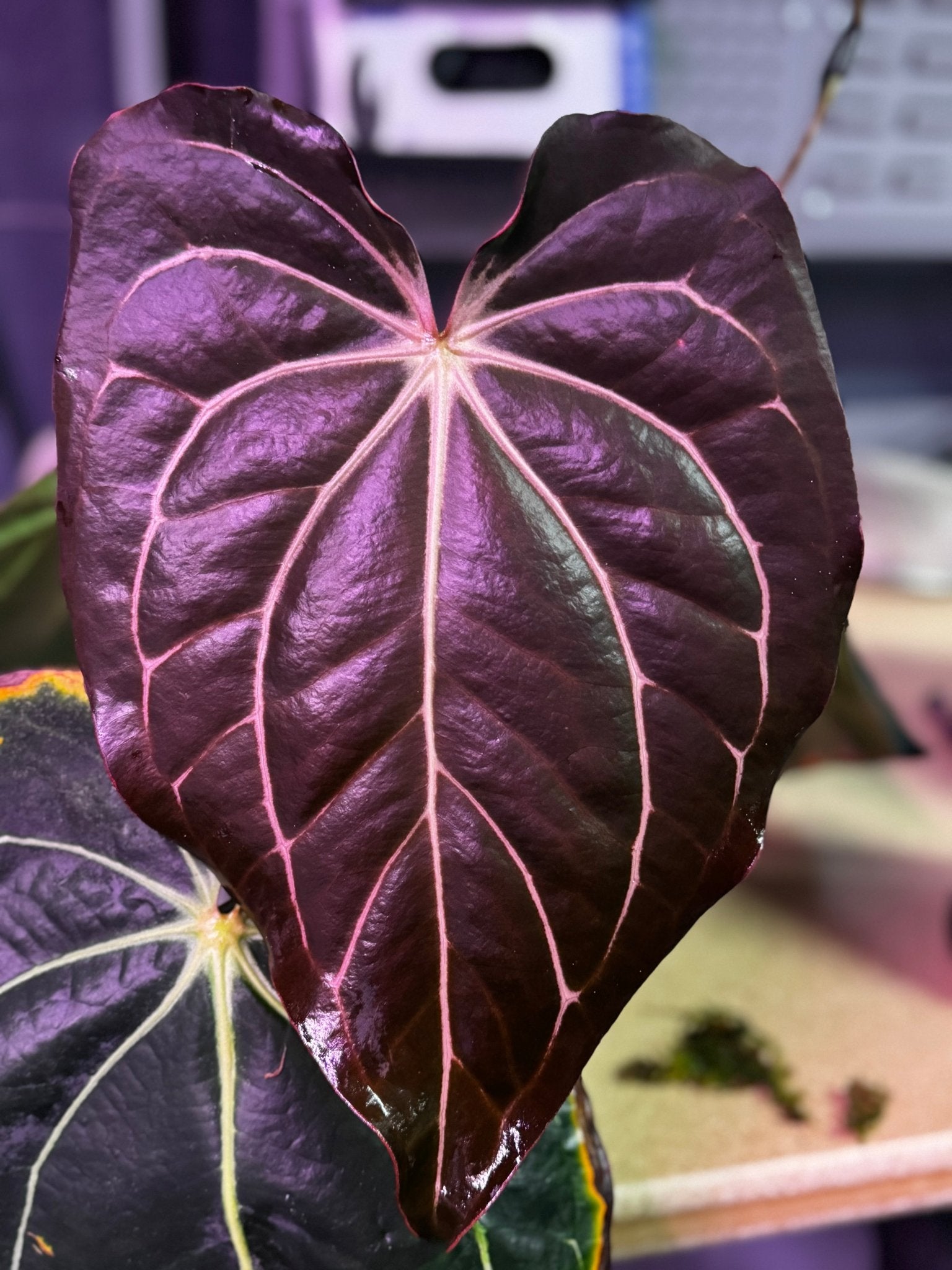 Carlablackiae GPH001 x carlablackiae Amanda-Granthuriums