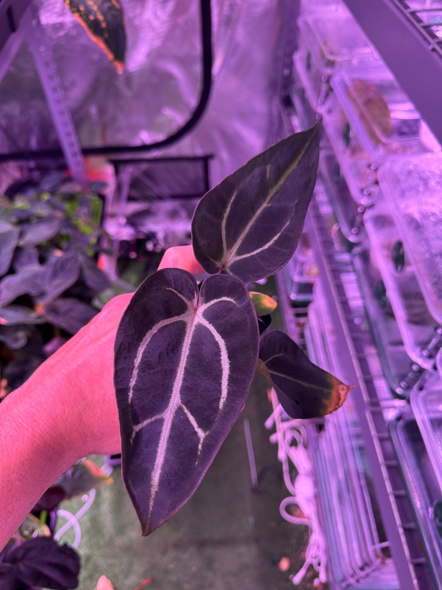 Carlablackiae round S1 E - Granthuriums
