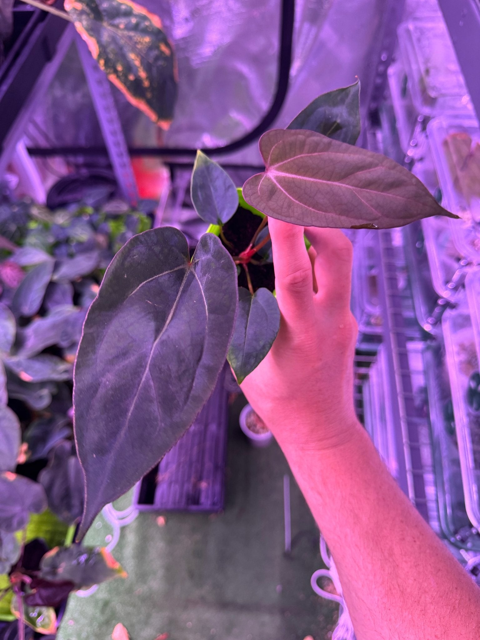 Carlablackiae Round x GPH001