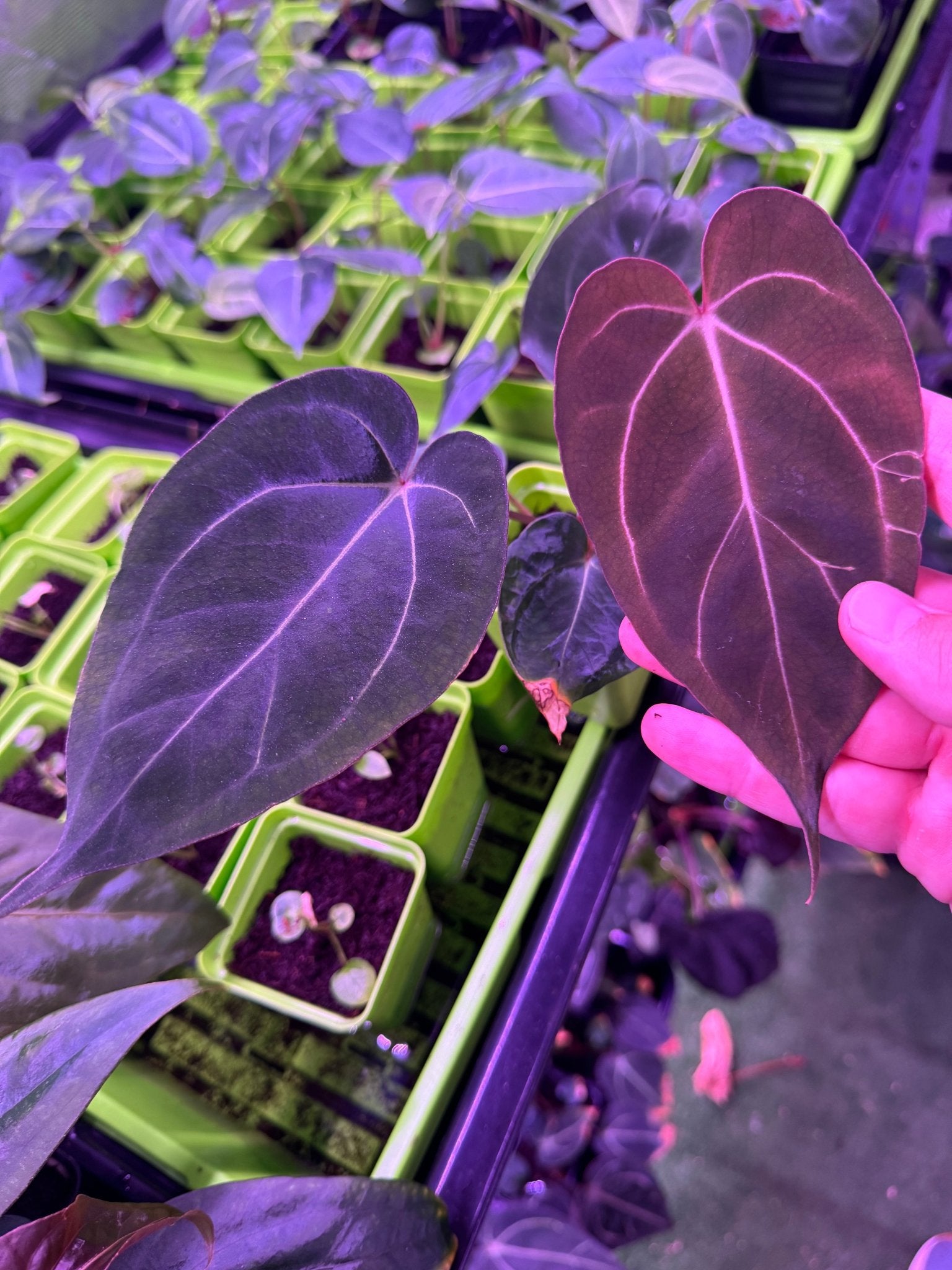 Carlablackiae Round x GPH001