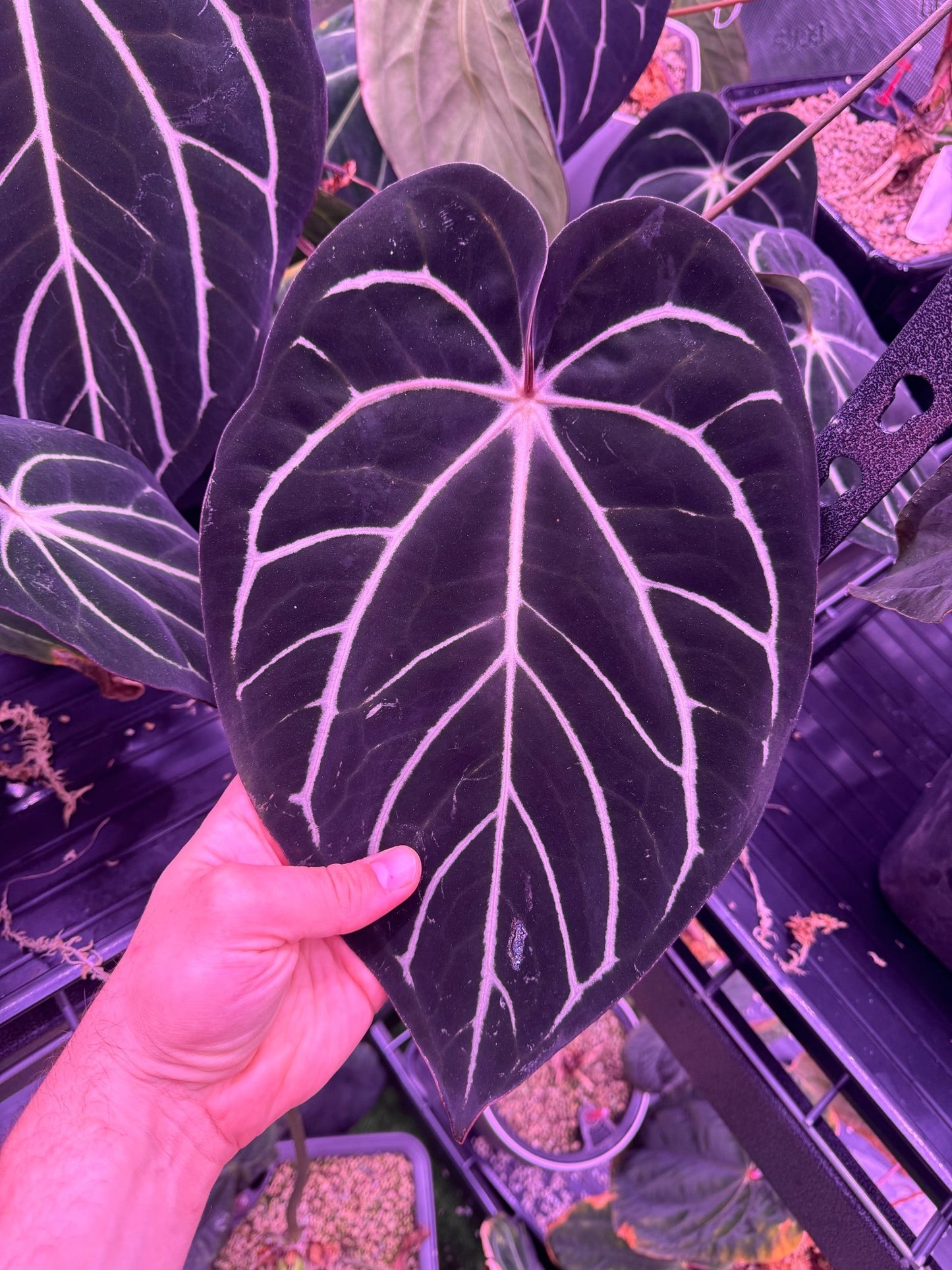 (carlablackiae round x GPH001 #2) x Dorito Port seedlings-Granthuriums
