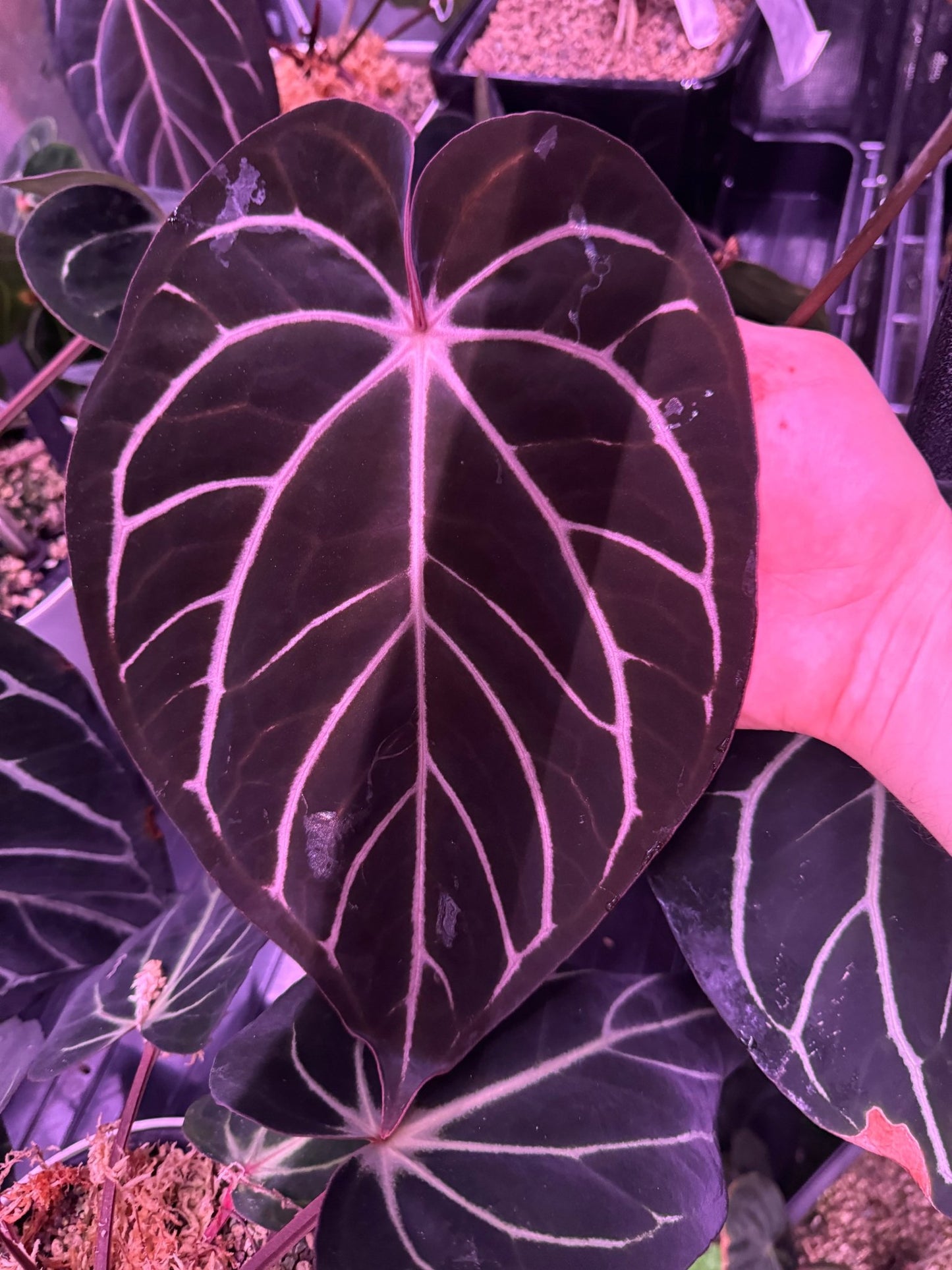 (carlablackiae round x GPH001 #2) x Dorito Port seedlings-Granthuriums